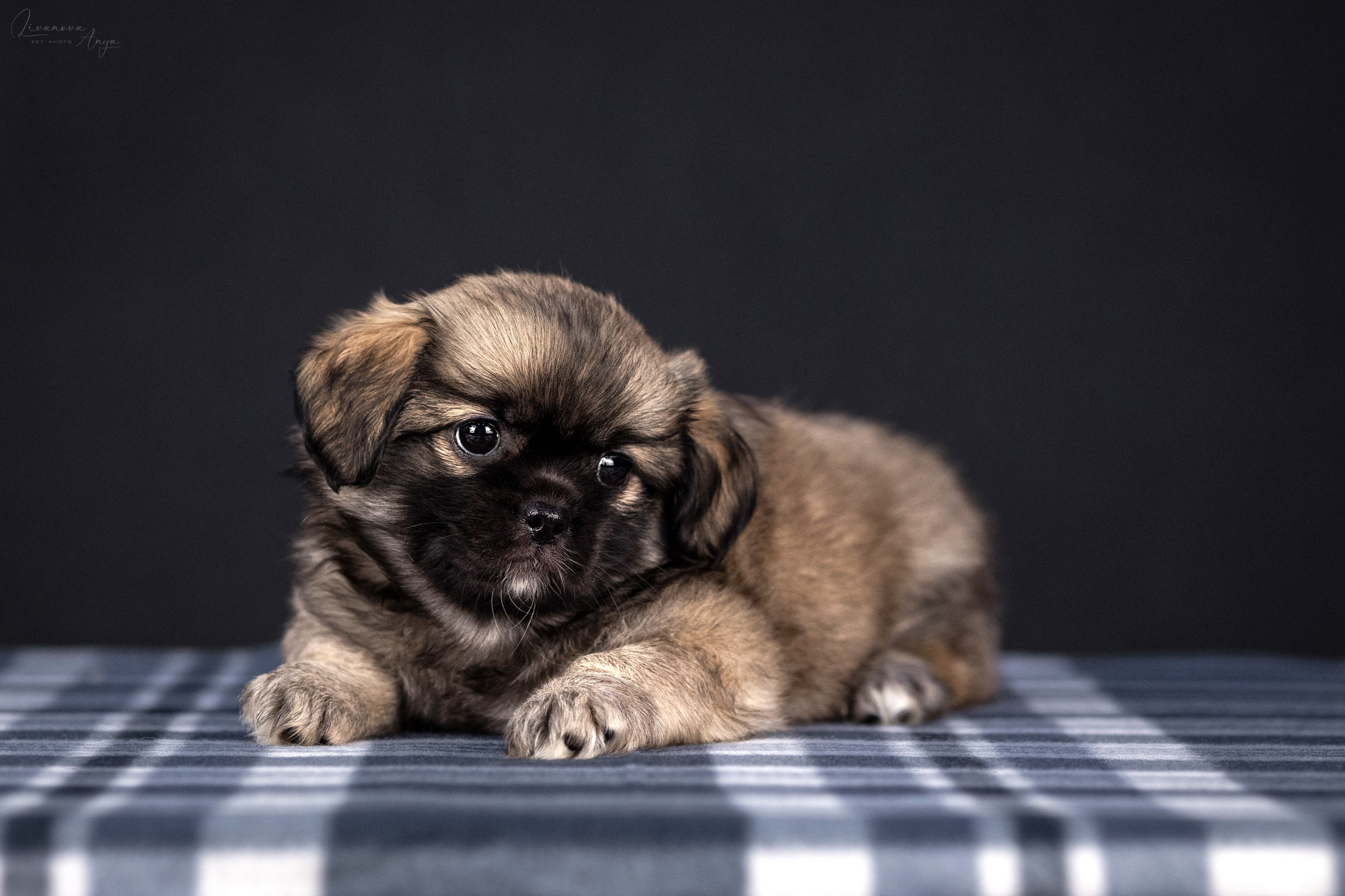 Тибетские спаниели. Фотограф анималист Аня Ливанова | Рыбинск
