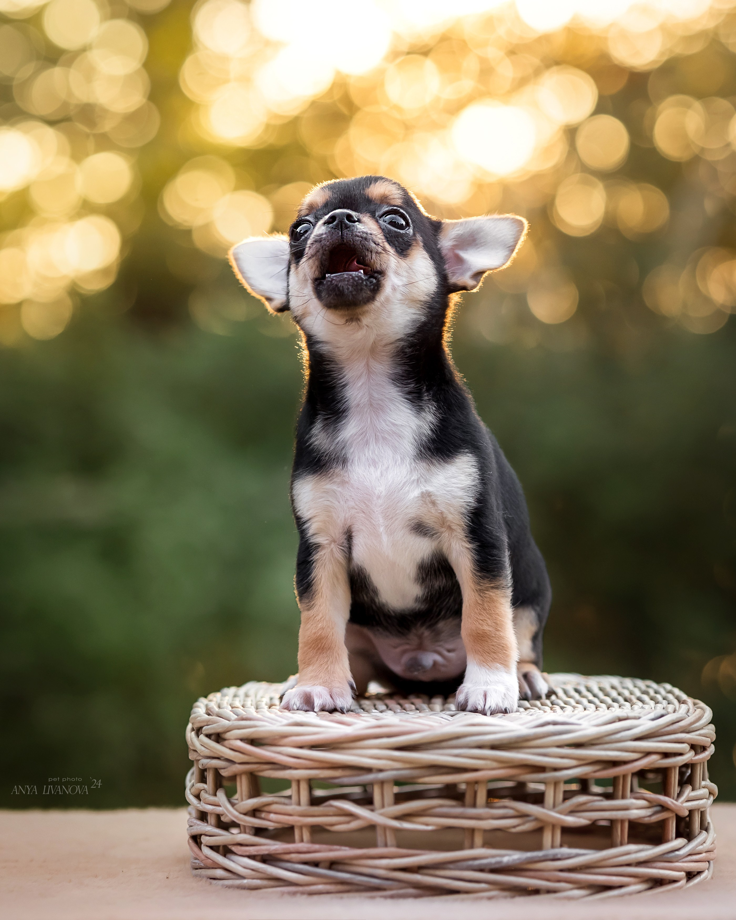 Чихуахуа. Фотограф анималист Аня Ливанова | Рыбинск