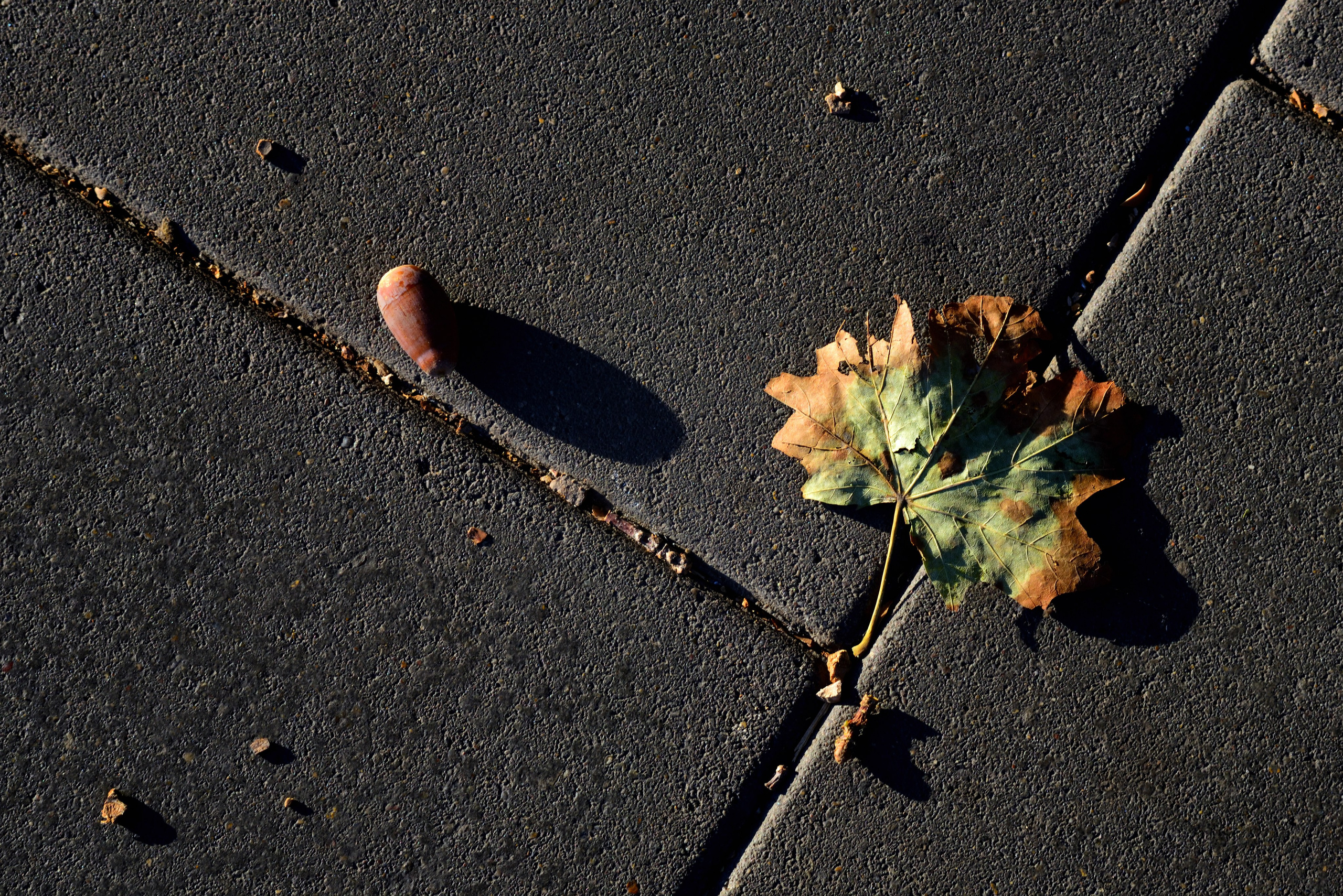 Осенний лист на асфальте