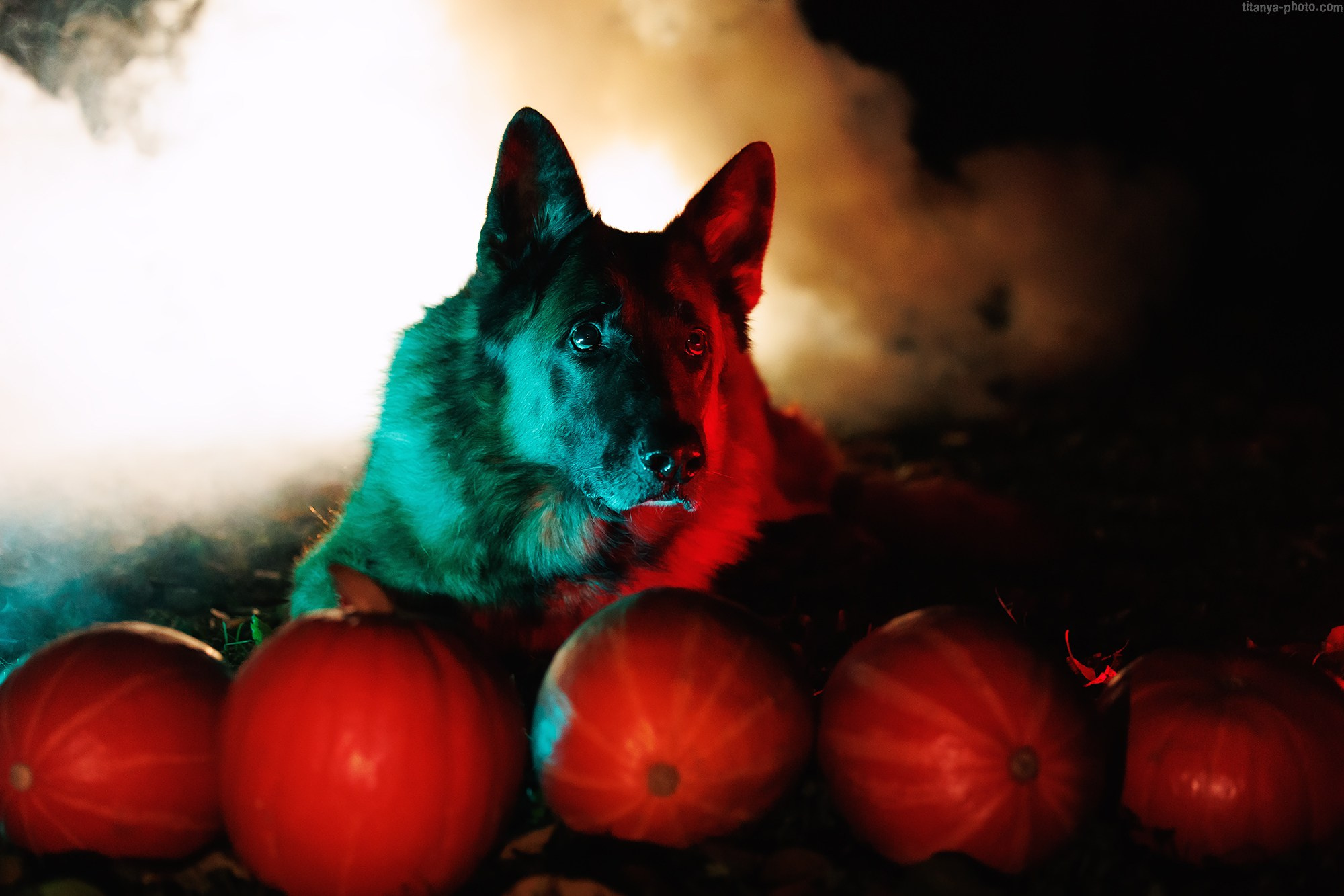 Happy Halloween!. Фотограф собак, фотограф-анималист Аня Титова (Titanya). Москва