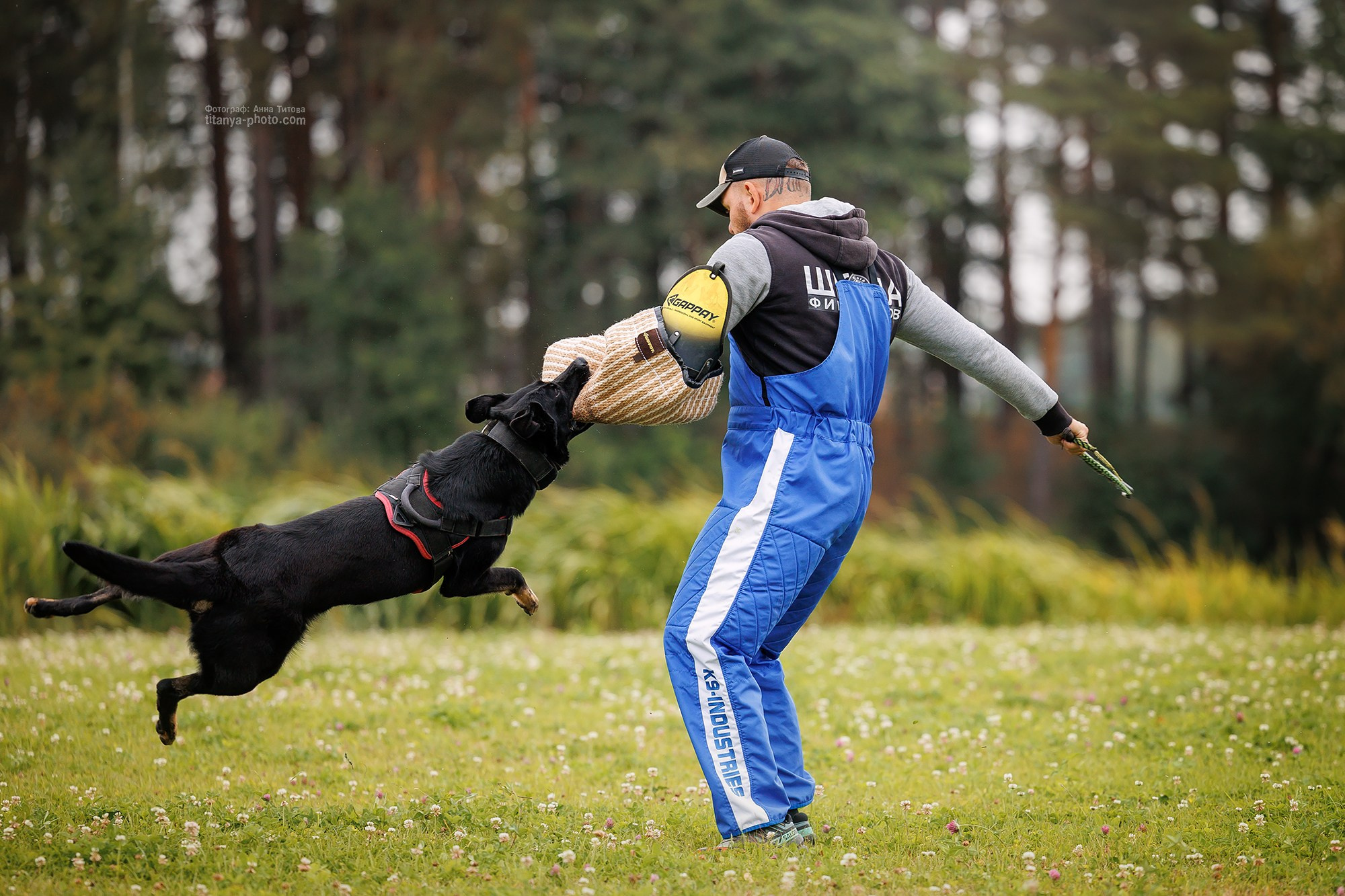 Тренировка по защите в питомнике немецких овчарок «Легенда Волги». Фотограф собак, фотограф-анималист Аня Титова (Titanya). Москва