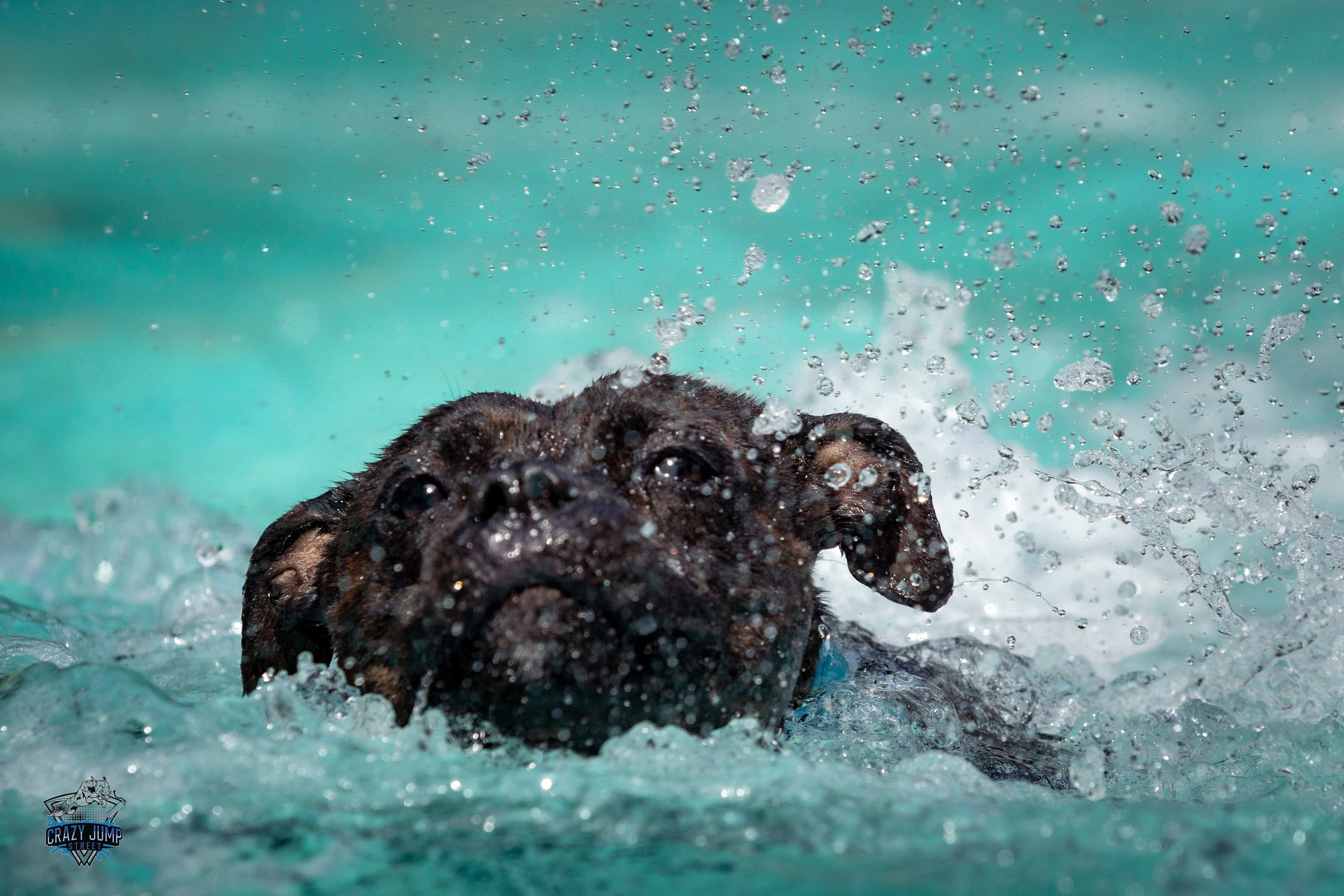 Собаки, спорт, Док дайвинг. Свадебный и репортажный фотограф в Москве и Московской области