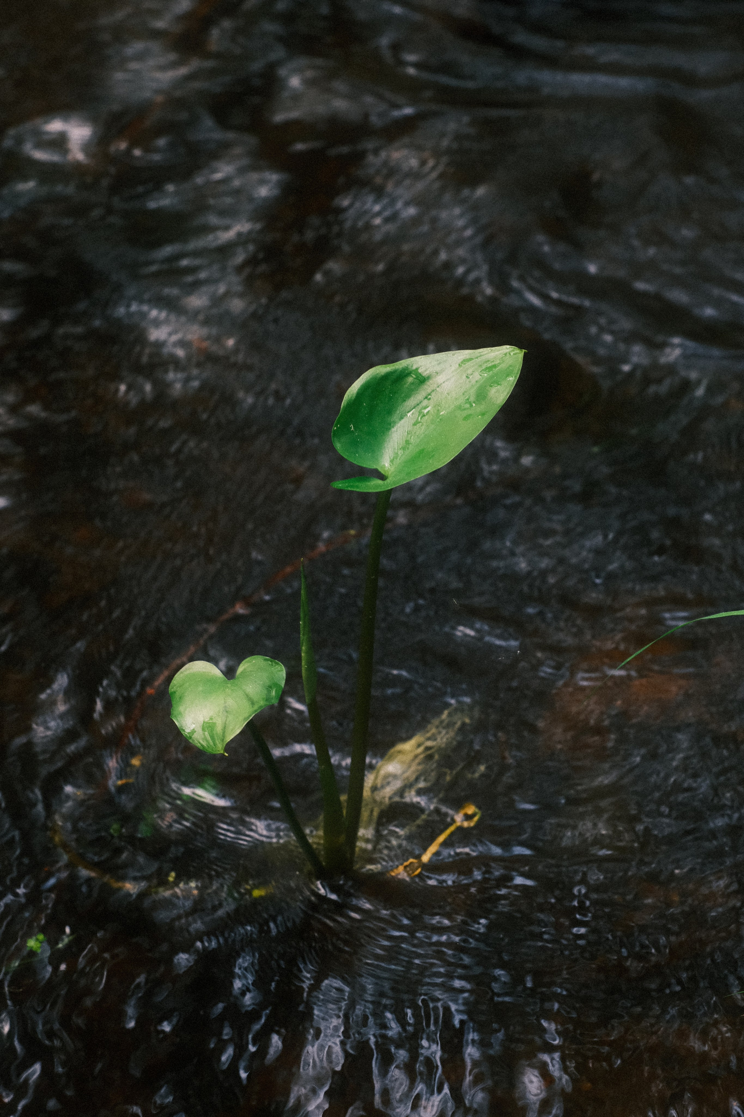 Орехово | май 2025