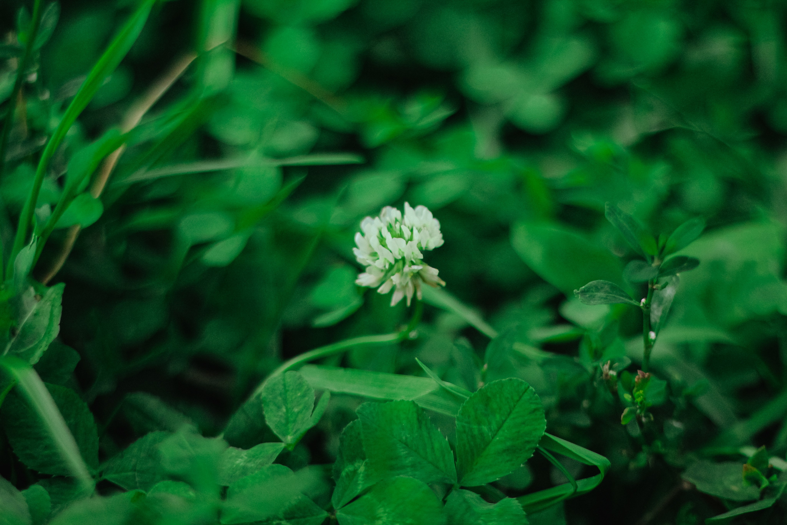 Парк у дома. Фотограф Москва, портрет, стрит, репортаж. Художественная фотосессия