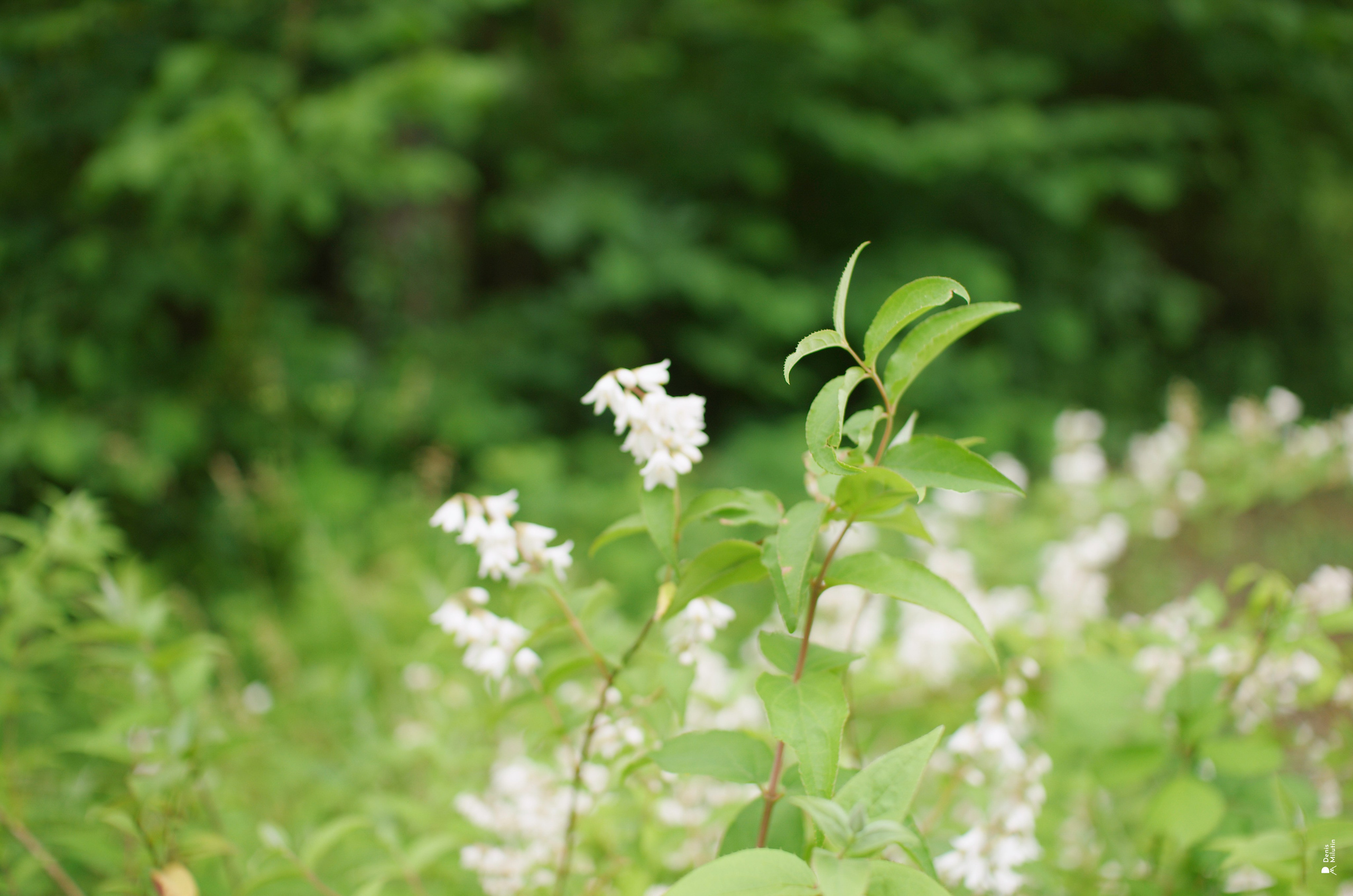 Чало Диди в Цхалтубо. Портретный фотограф Денис Милютин