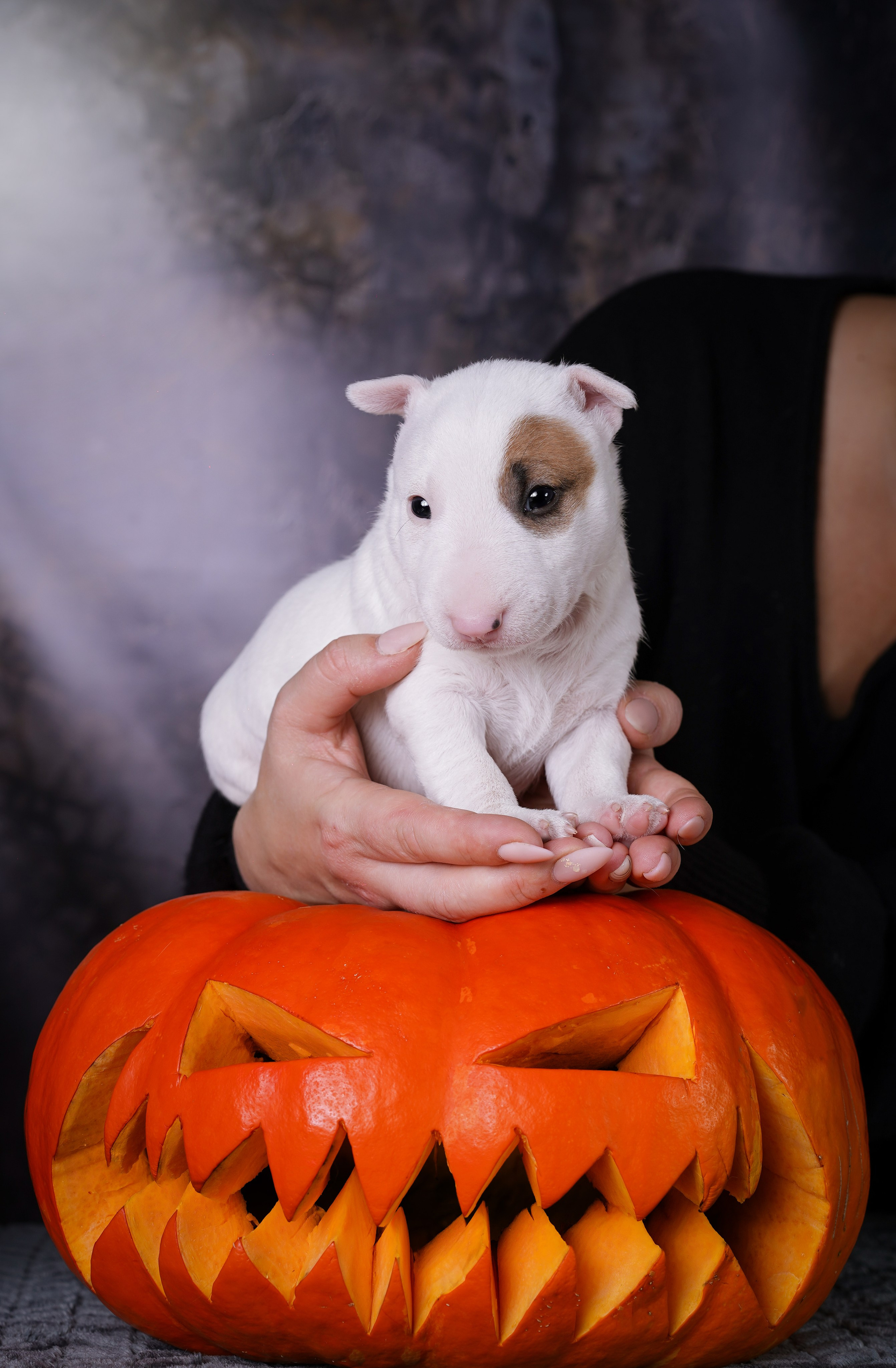 Щенки минибультерьера. Фотограф-анималист в Санкт-Петербурге Яна Мартынова