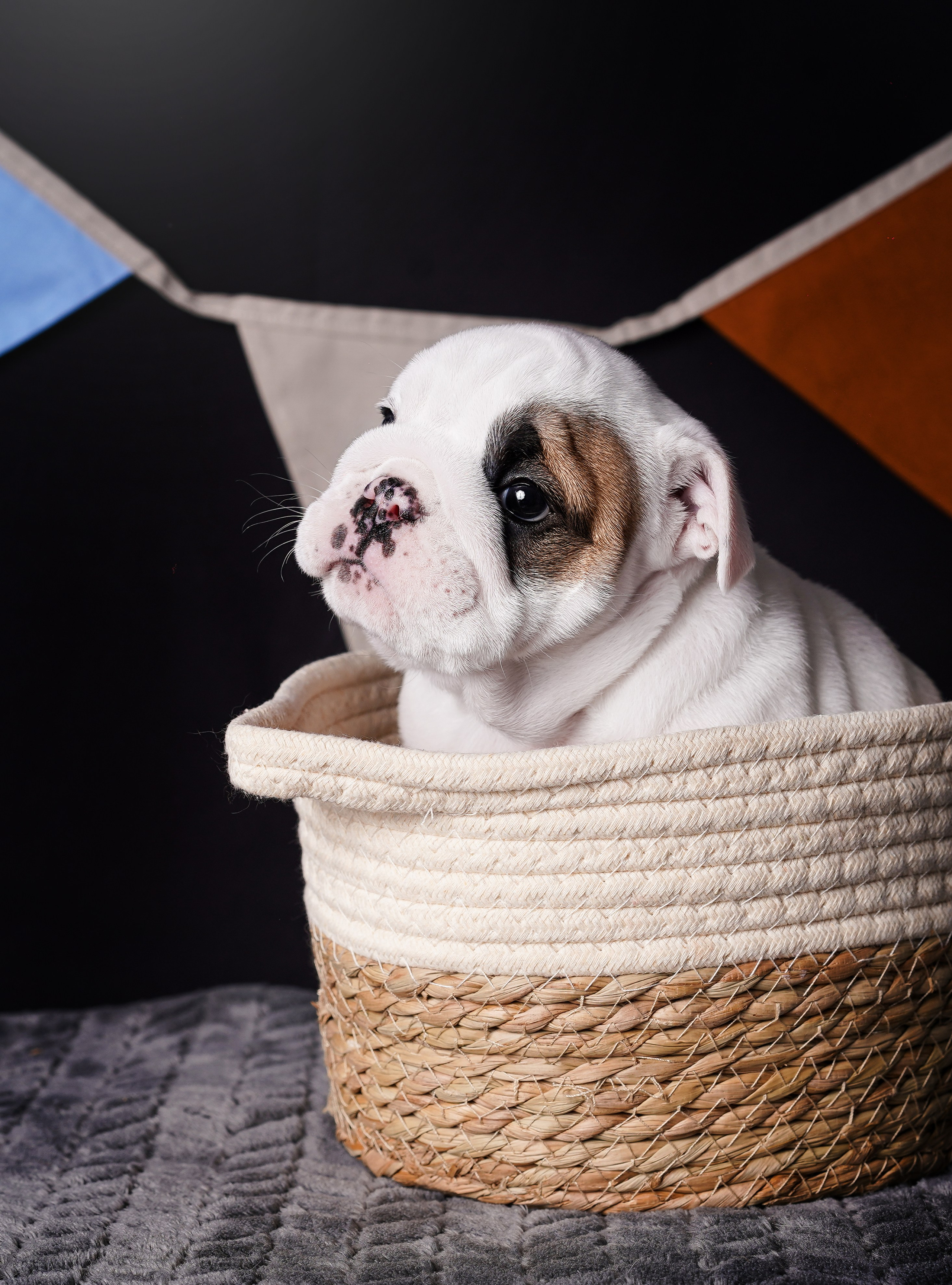 Щенки бульдога. Фотограф-анималист в Санкт-Петербурге Яна Мартынова