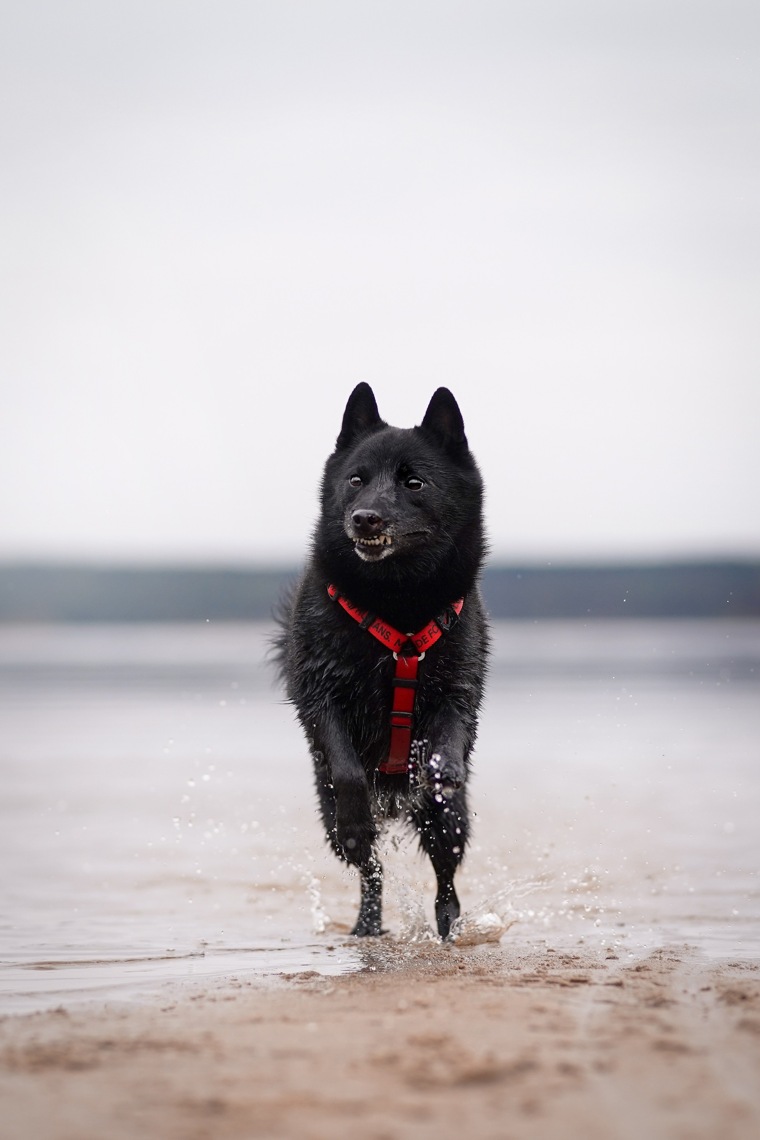 Аня Мишель Арчи и Майкл. Фотограф-анималист в Санкт-Петербурге Яна Мартынова