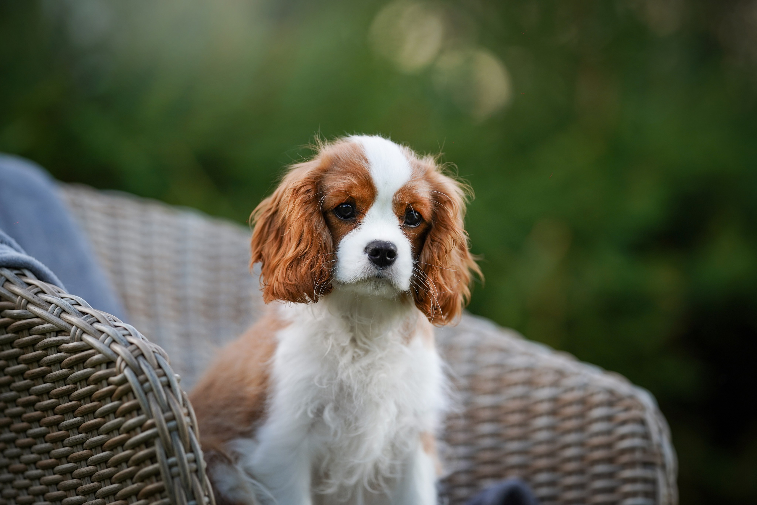 Щенуля кавалера. Фотограф-анималист в Санкт-Петербурге Яна Мартынова