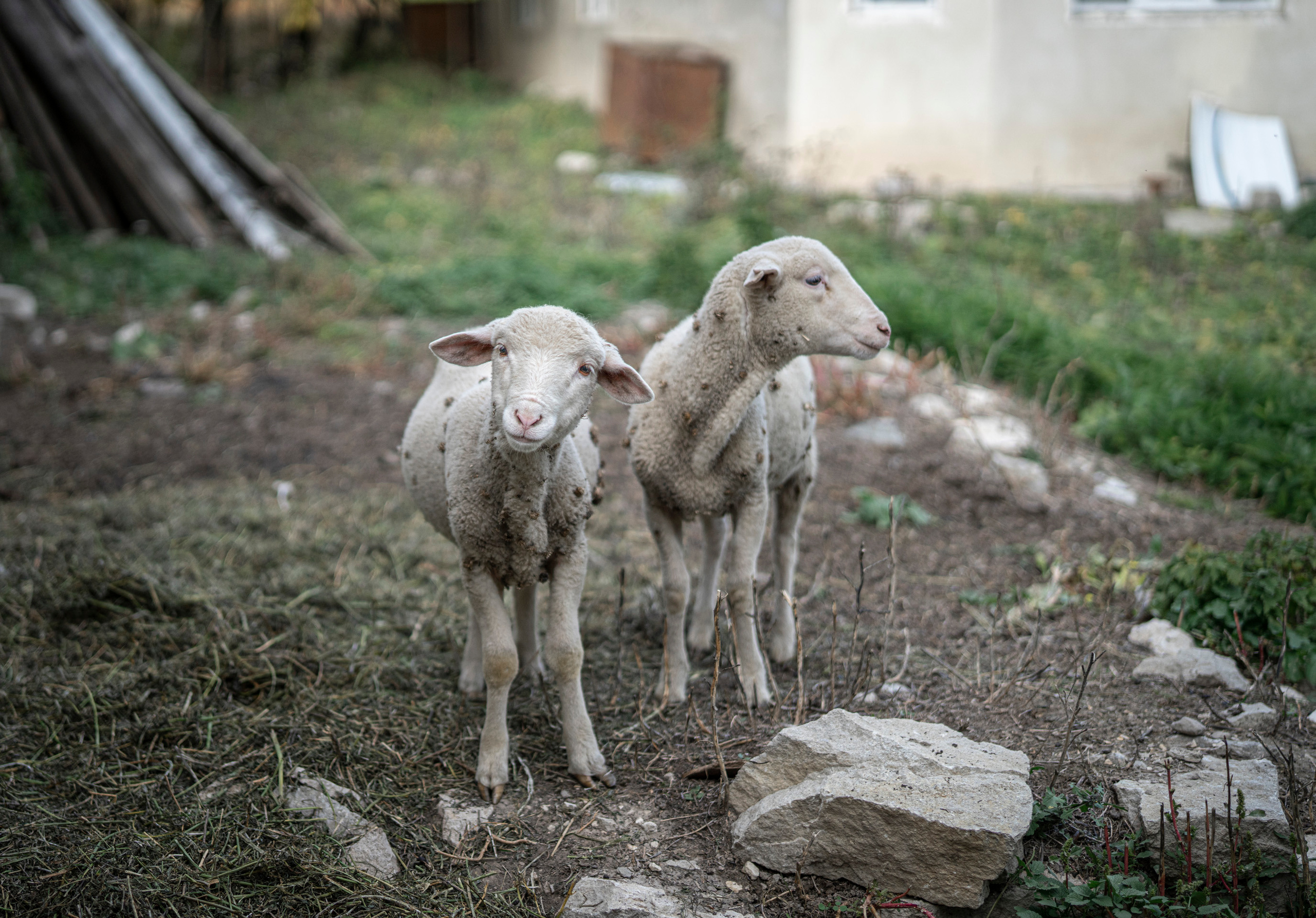 Дагестан (октябрь 2021). Фотограф Сергей Танков
