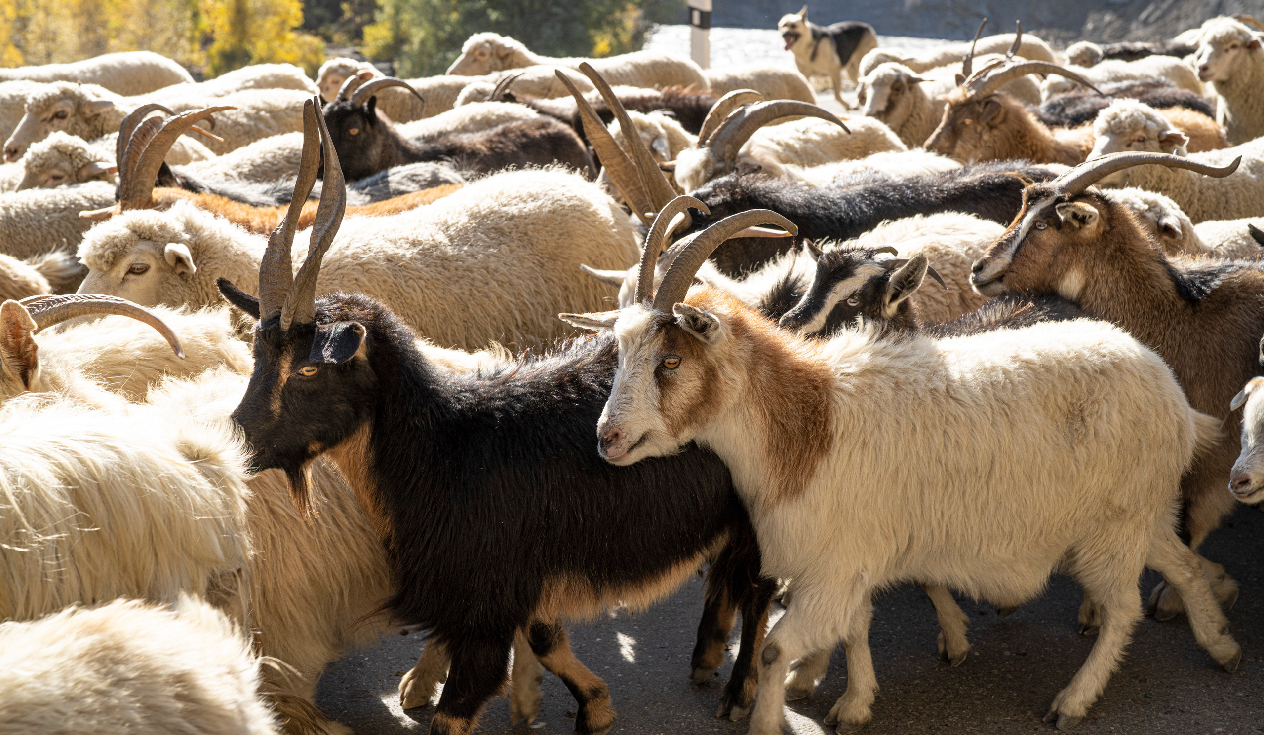 Дагестан (октябрь 2021). Фотограф Сергей Танков