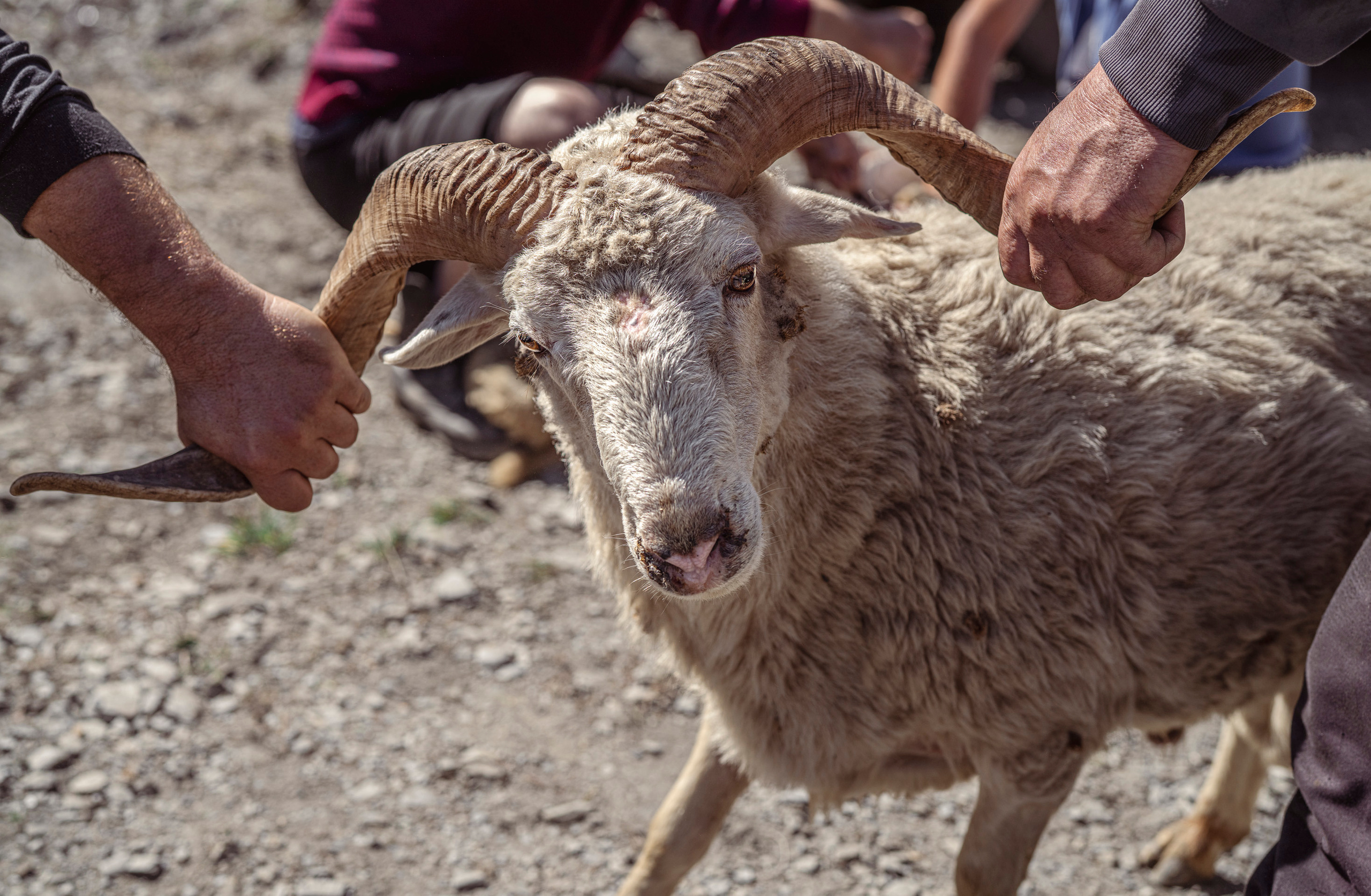 Дагестан (октябрь 2021). Фотограф Сергей Танков