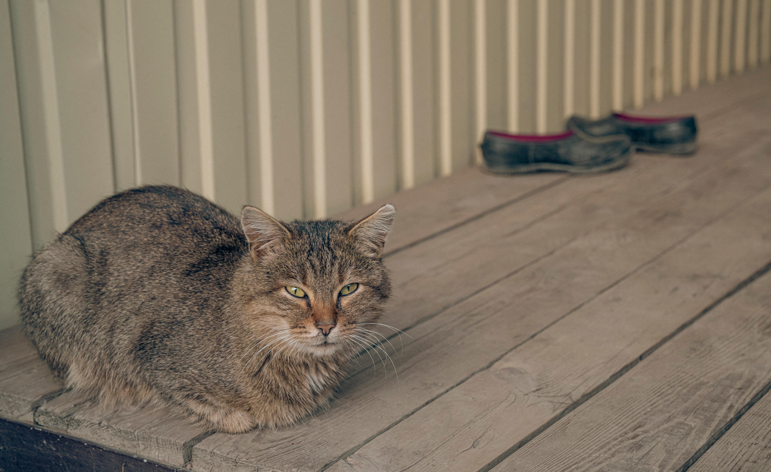 Дагестан (октябрь 2021). Фотограф Сергей Танков
