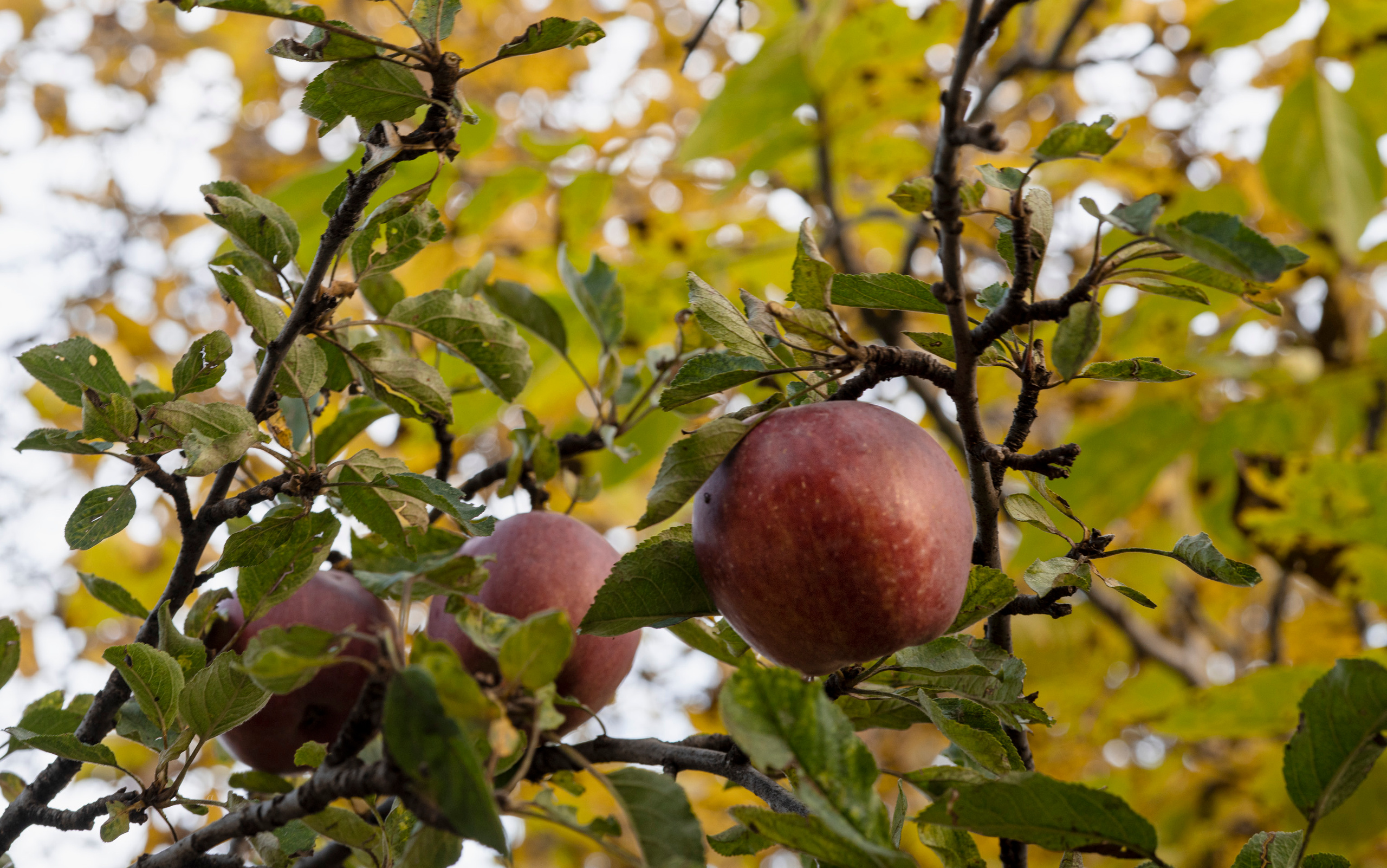 Дагестан (октябрь 2021). Фотограф Сергей Танков