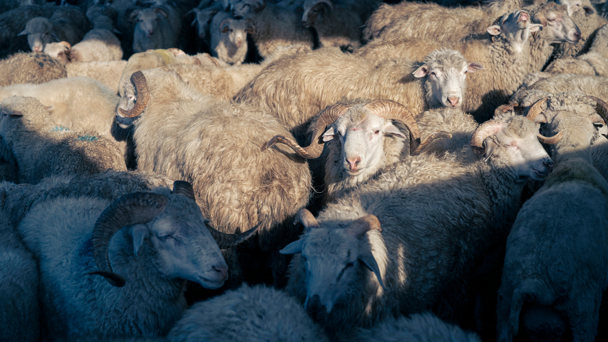Дагестан (октябрь 2021). Фотограф Сергей Танков