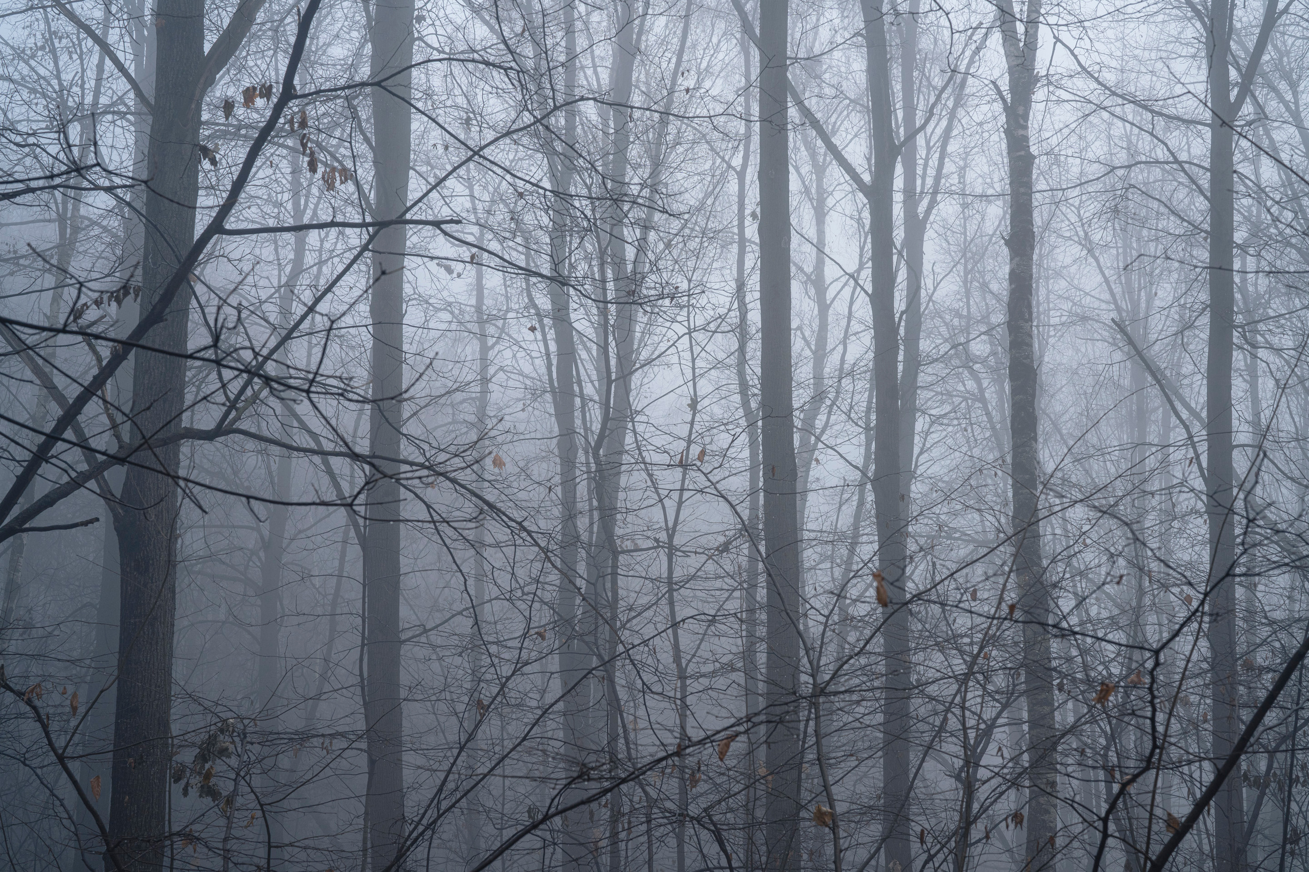 Туман в Москве (ноябрь 2021). Фотограф Сергей Танков