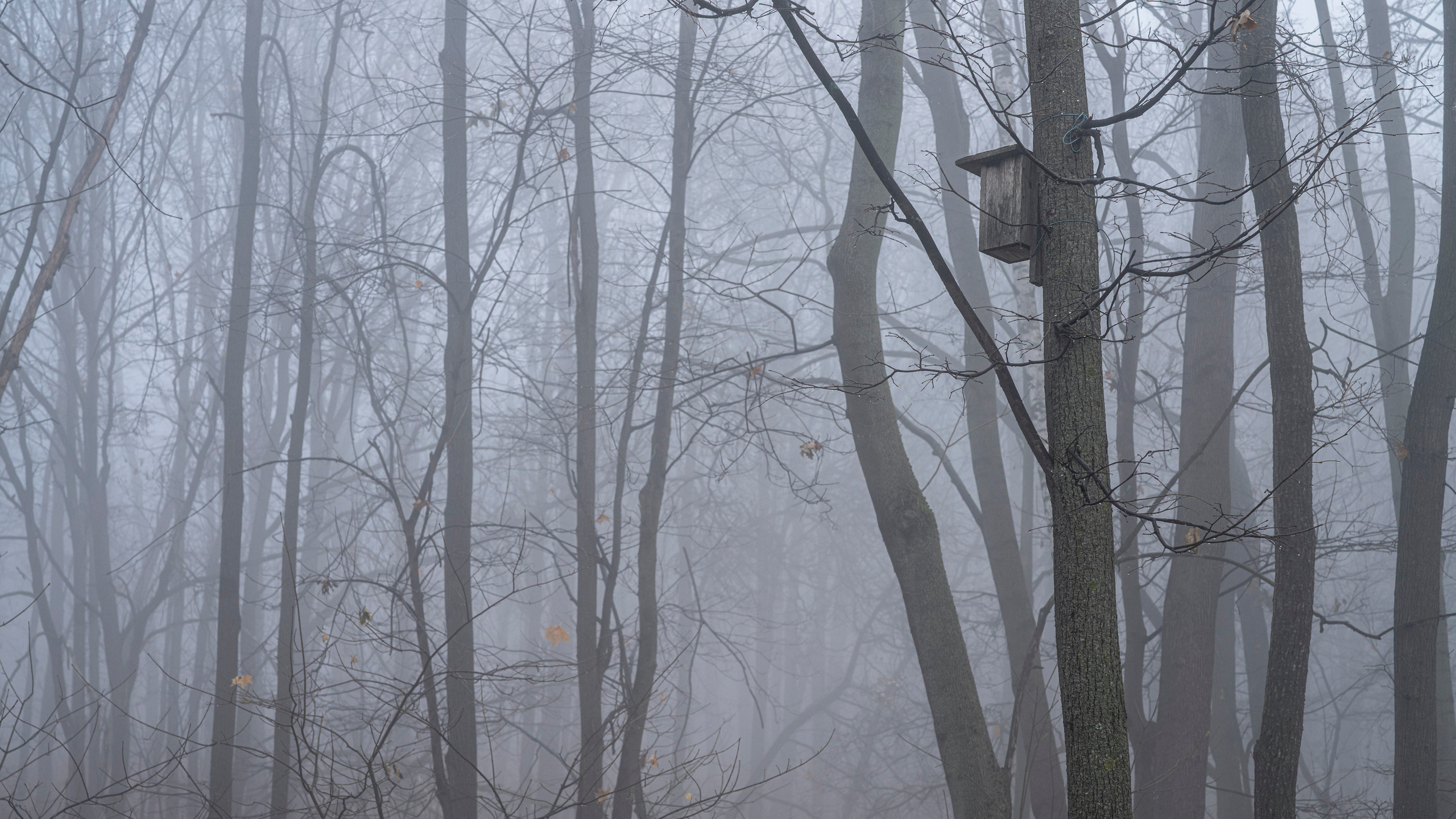 Туман в Москве (ноябрь 2021). Фотограф Сергей Танков
