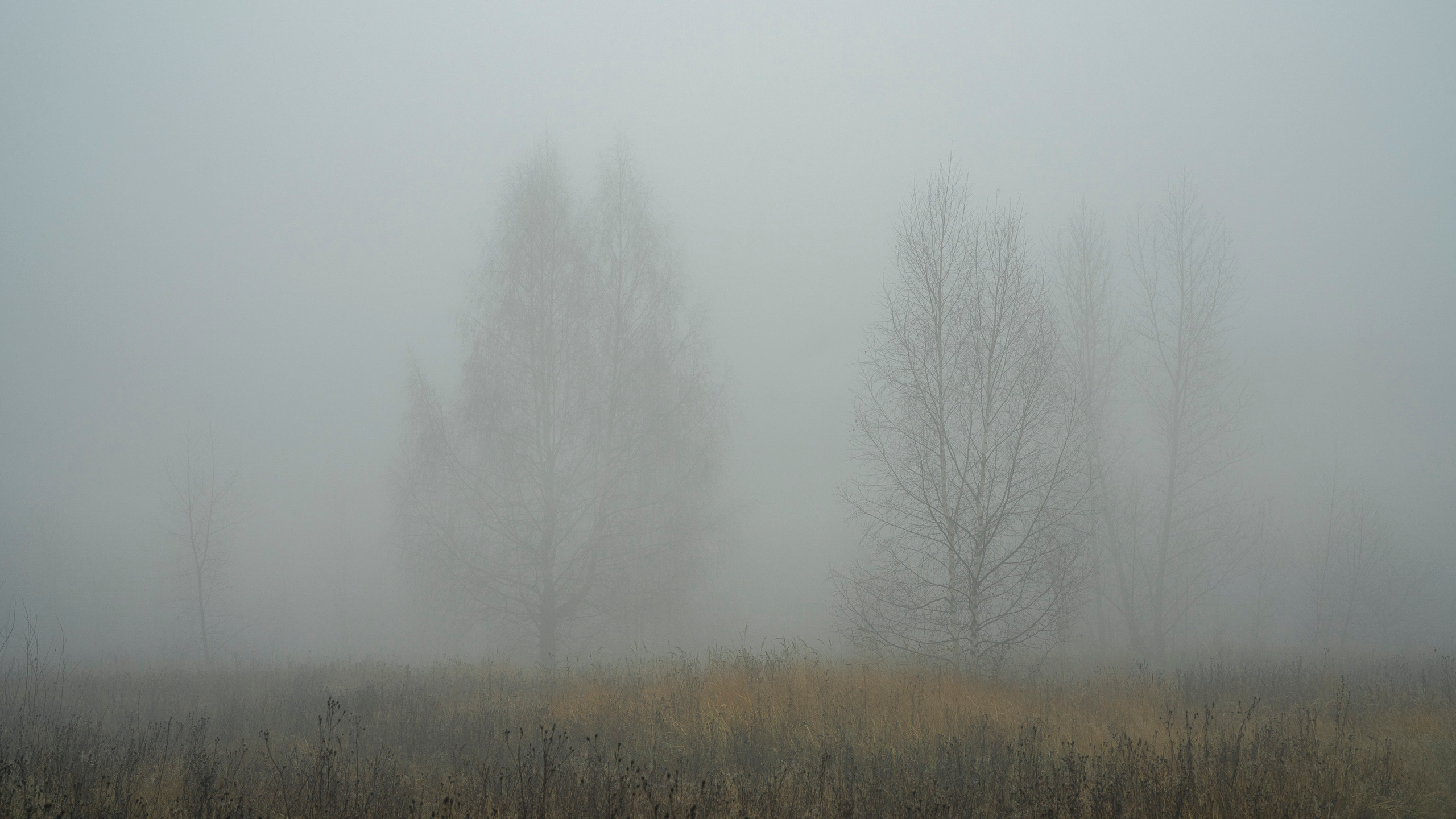 Туман в Москве (ноябрь 2021). Фотограф Сергей Танков