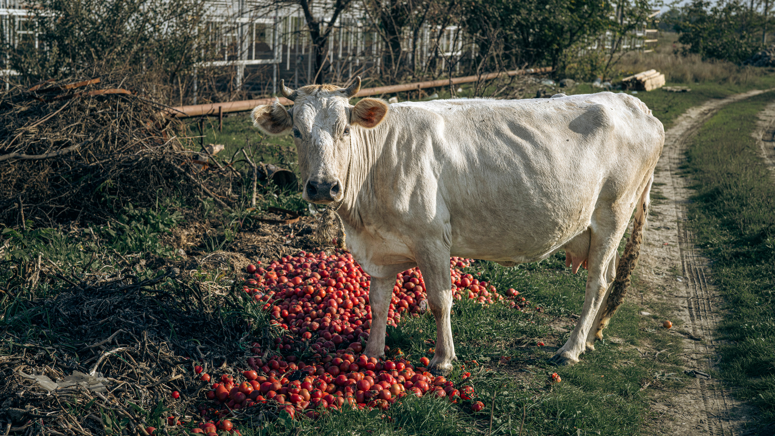 Дагестан (октябрь 2021). Фотограф Сергей Танков