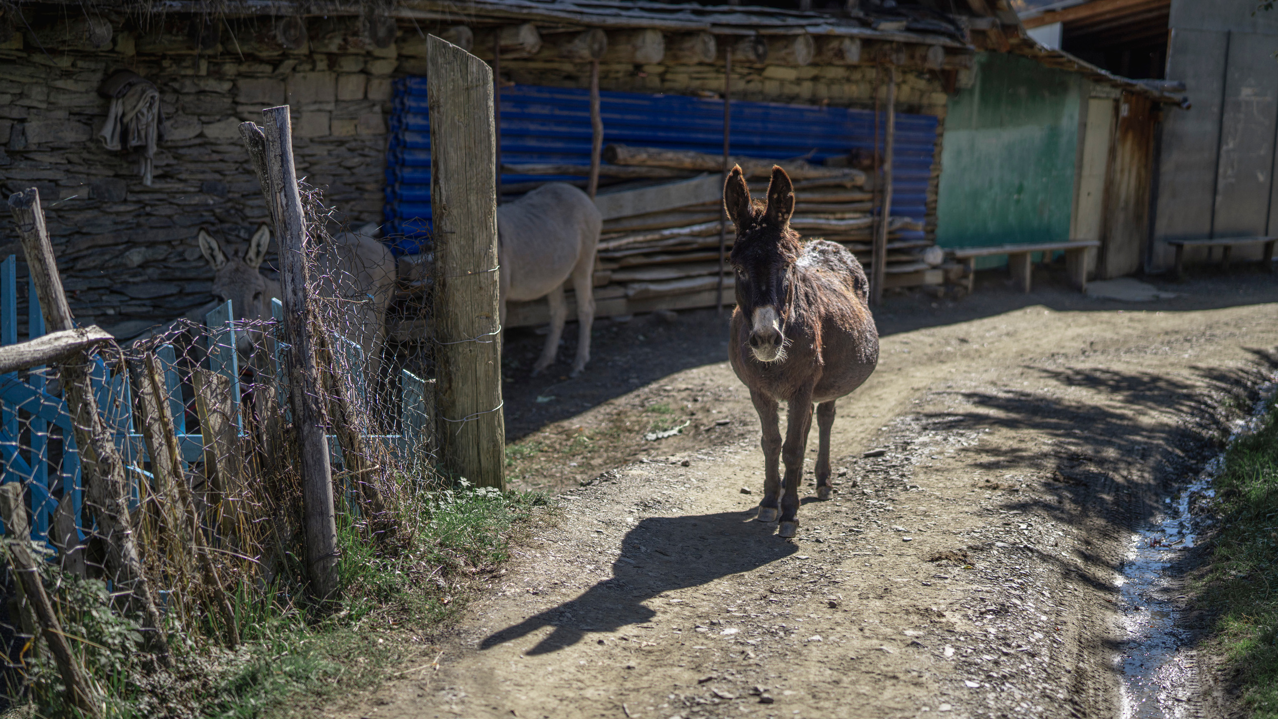 Дагестан (октябрь 2021). Фотограф Сергей Танков