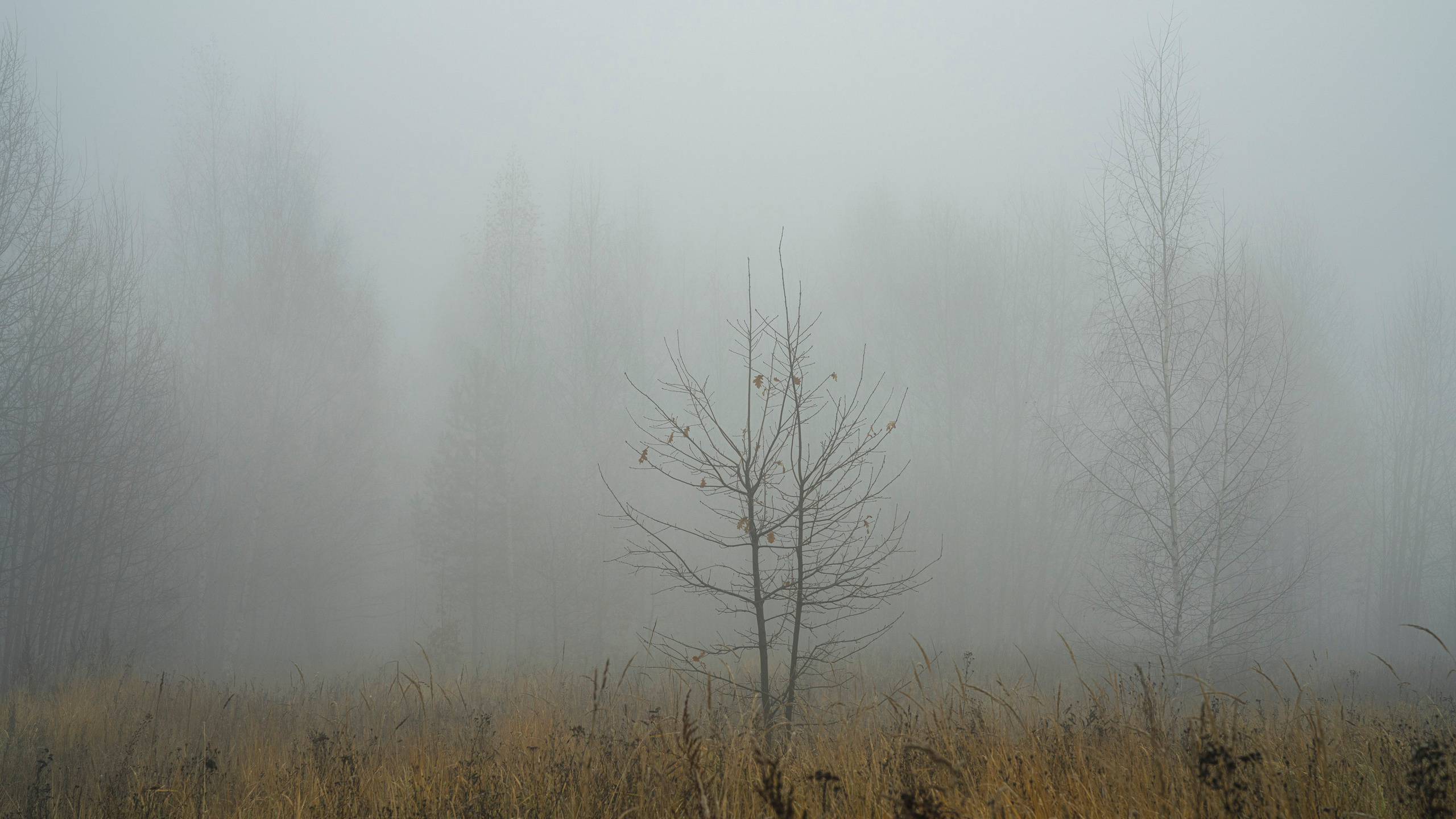 Туман в Москве (ноябрь 2021). Фотограф Сергей Танков