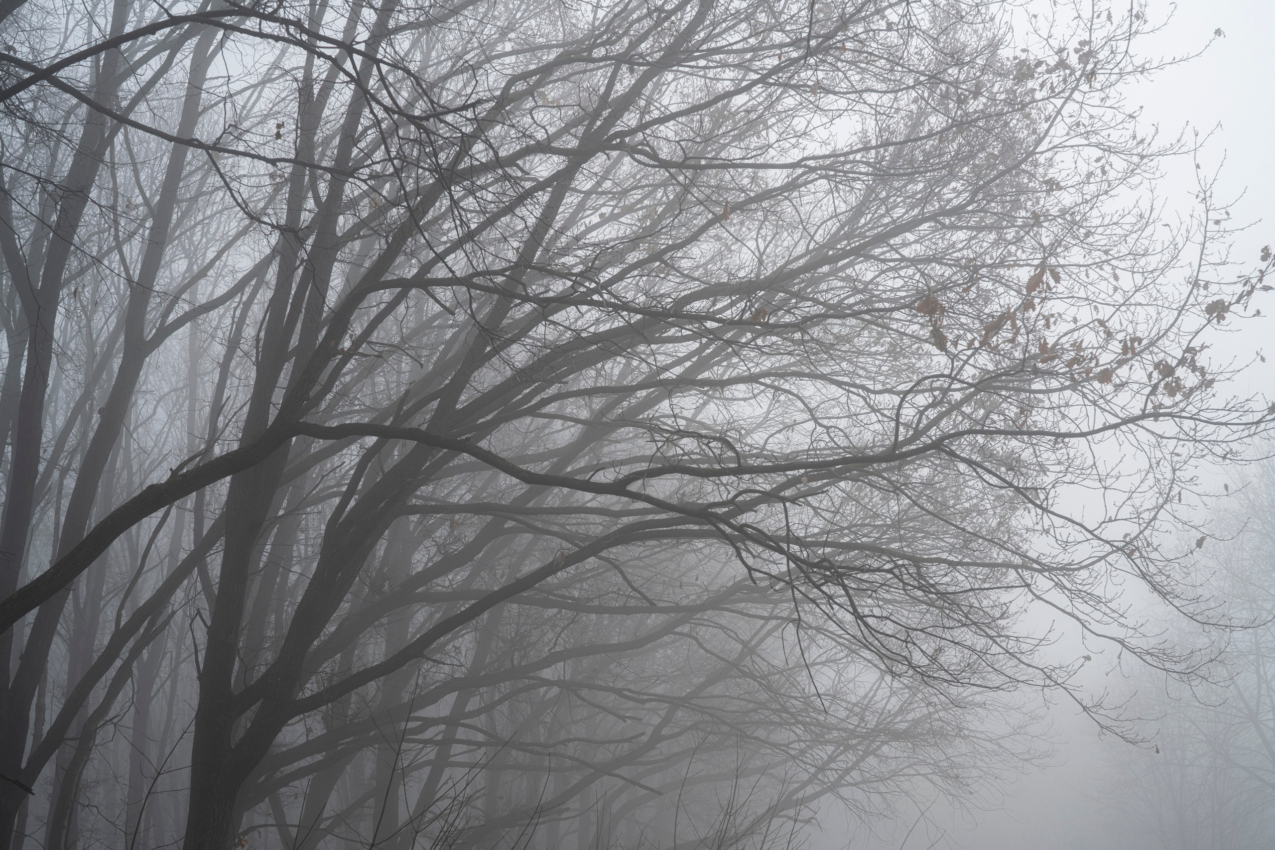 Туман в Москве (ноябрь 2021). Фотограф Сергей Танков