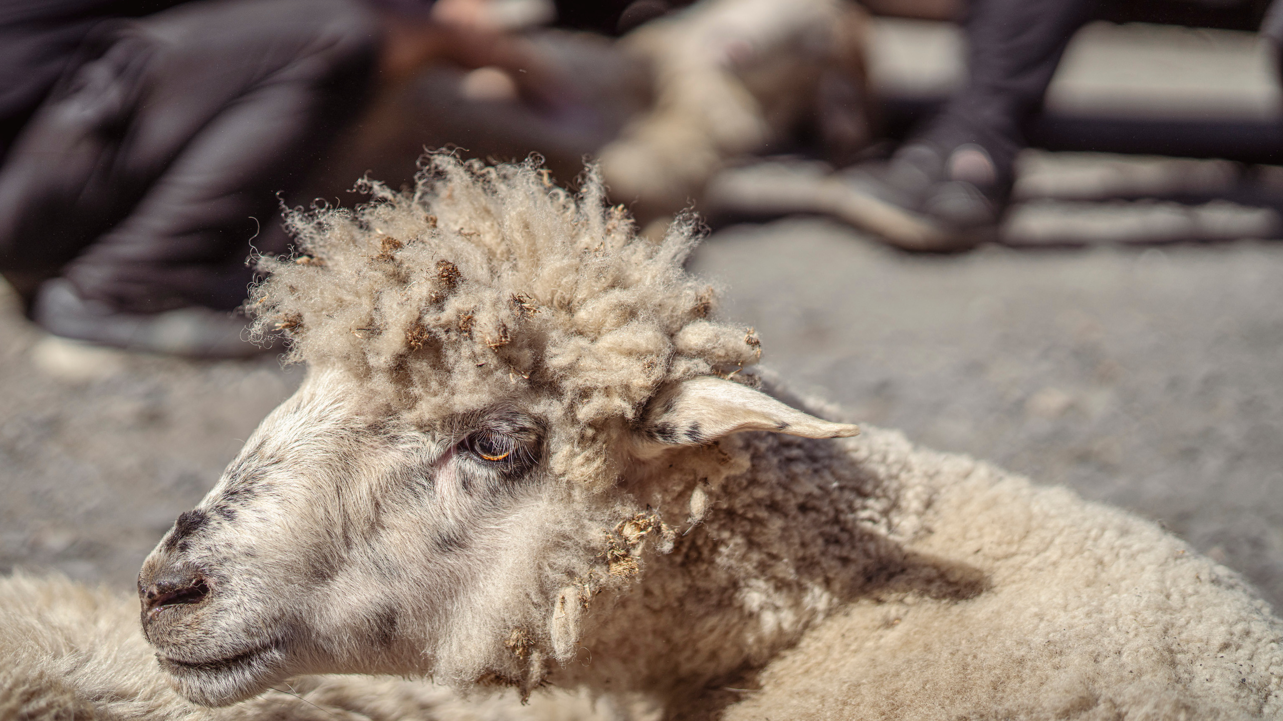Дагестан (октябрь 2021). Фотограф Сергей Танков