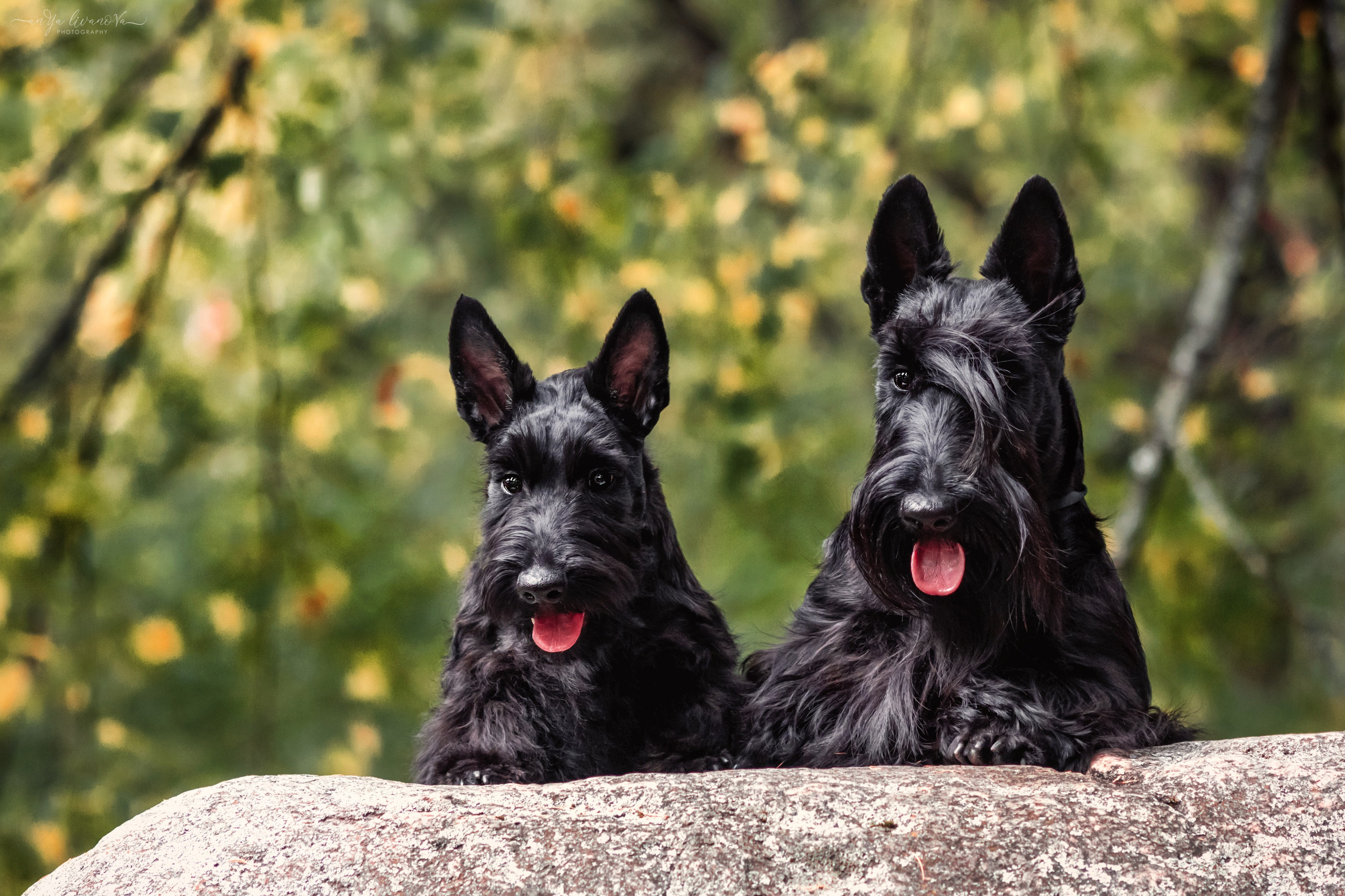 Скотчики Аврора и Амира. Фотограф анималист Аня Ливанова | Рыбинск