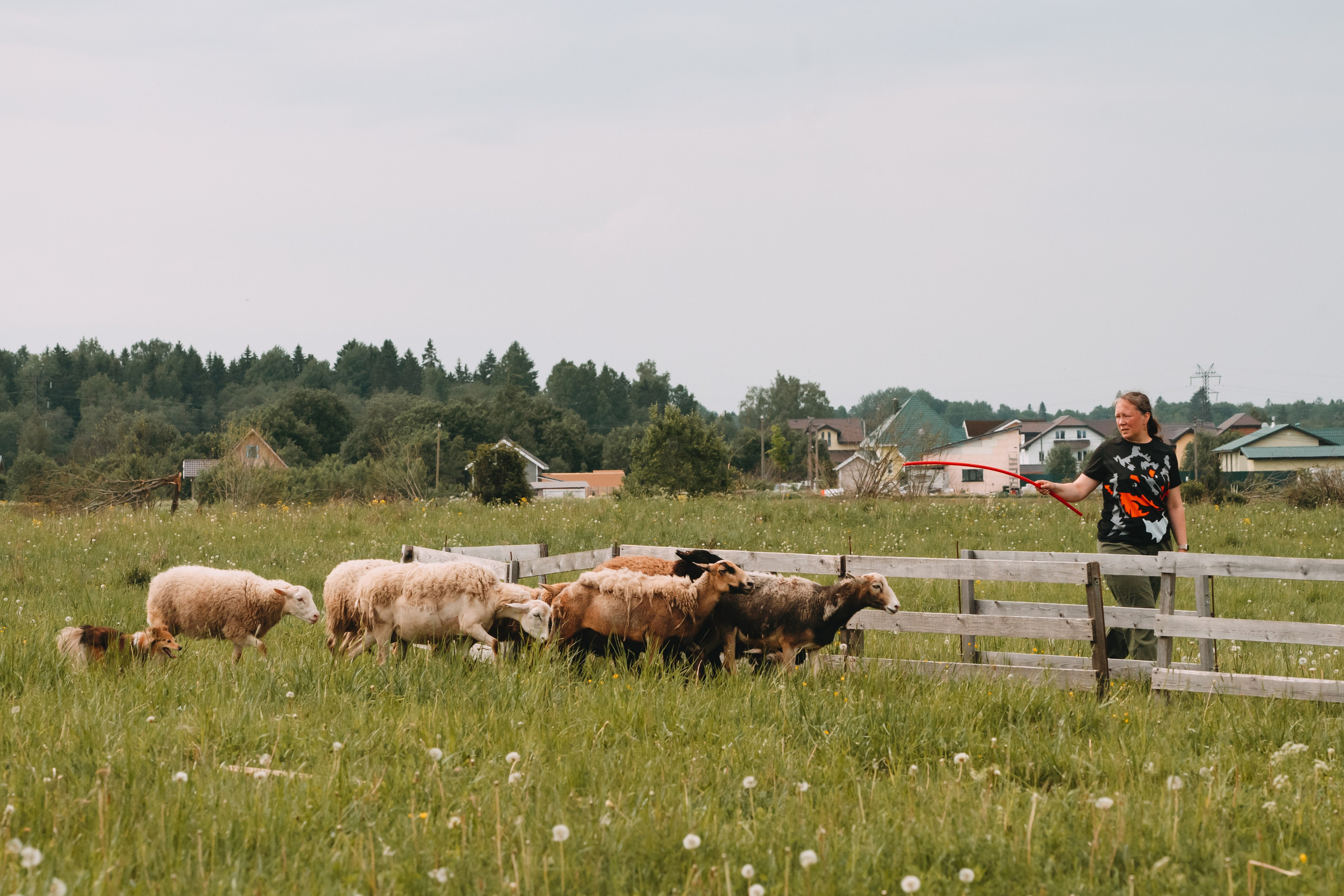 Состязания по пастушьей службе 1-2.06.24, Заостровье. Фотограф-анималист Анастасия Большакова