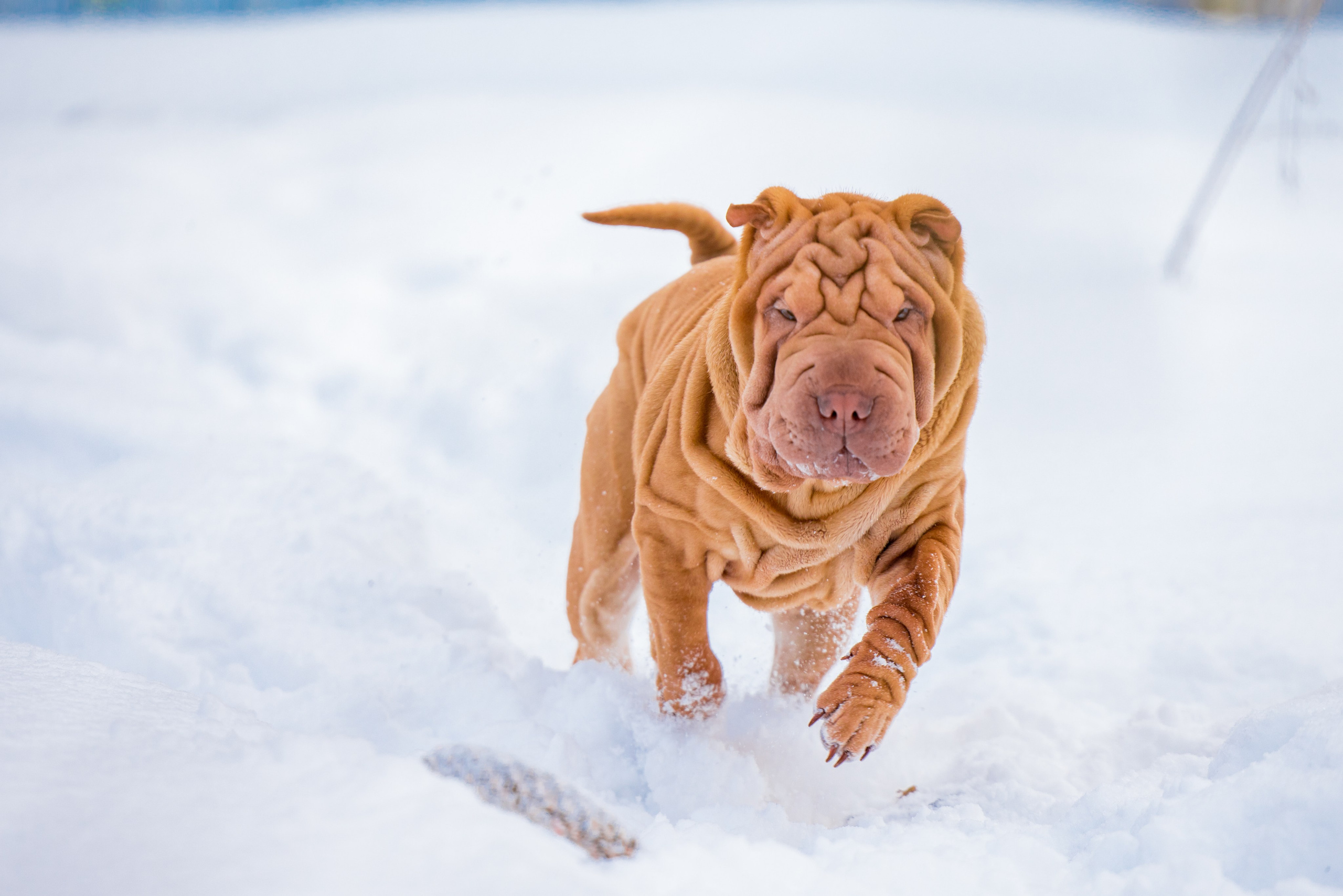 В гостях у шарпеев 16.01.2024. Фотограф-анималист Юлия Германика