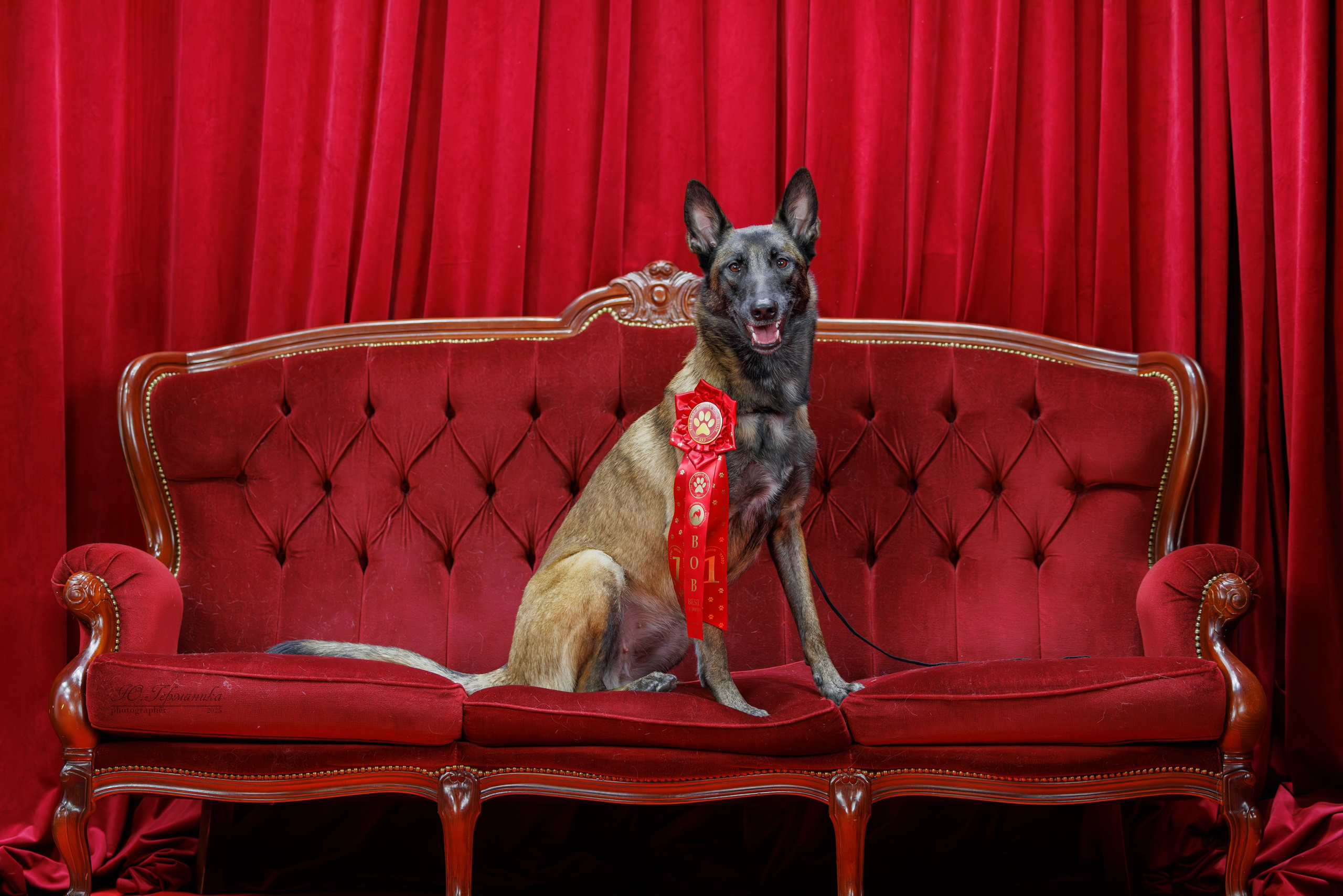 Лучшие собаки России 2025