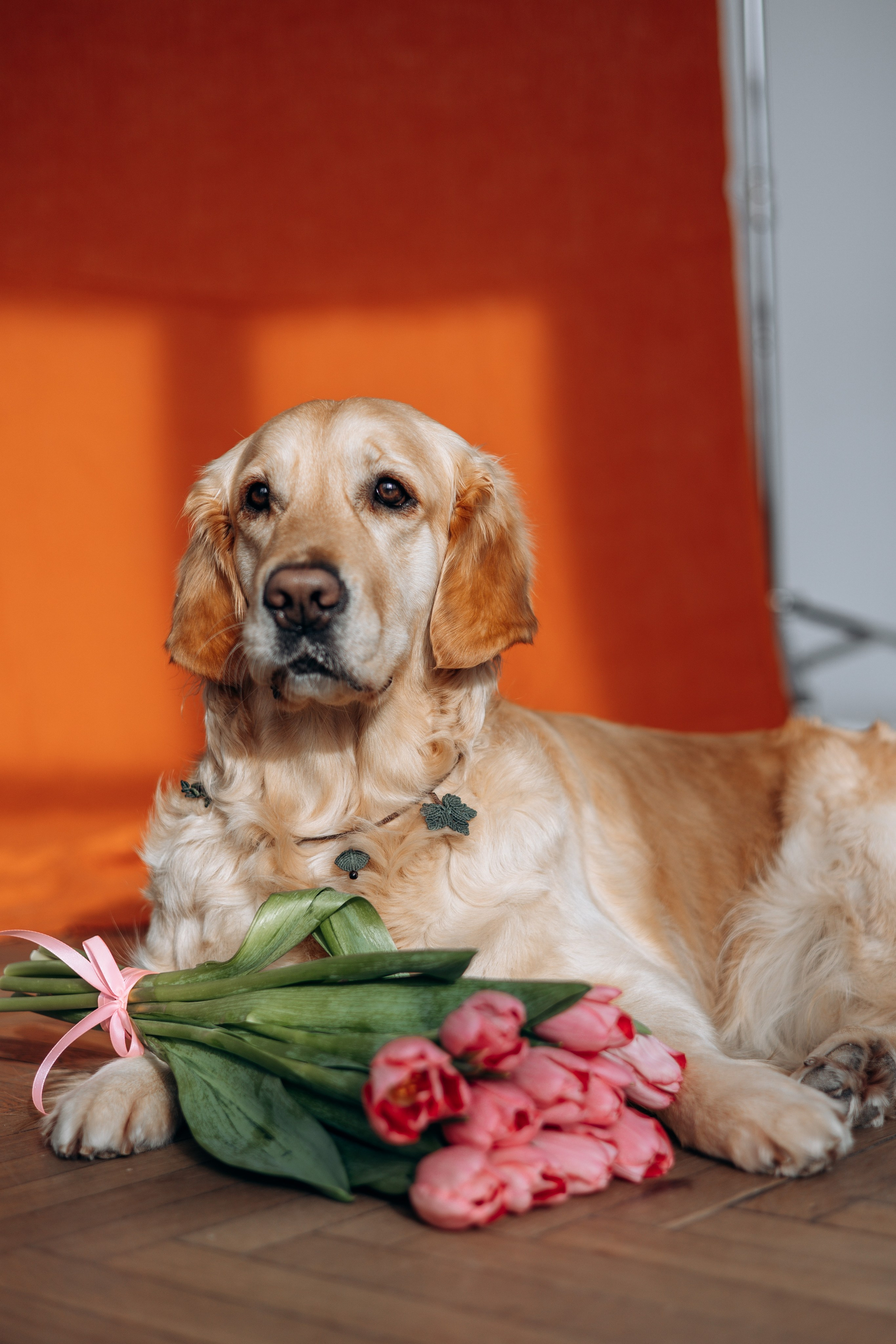 Марина и Чили. Фотограф — Анималист | Санкт-Петербург