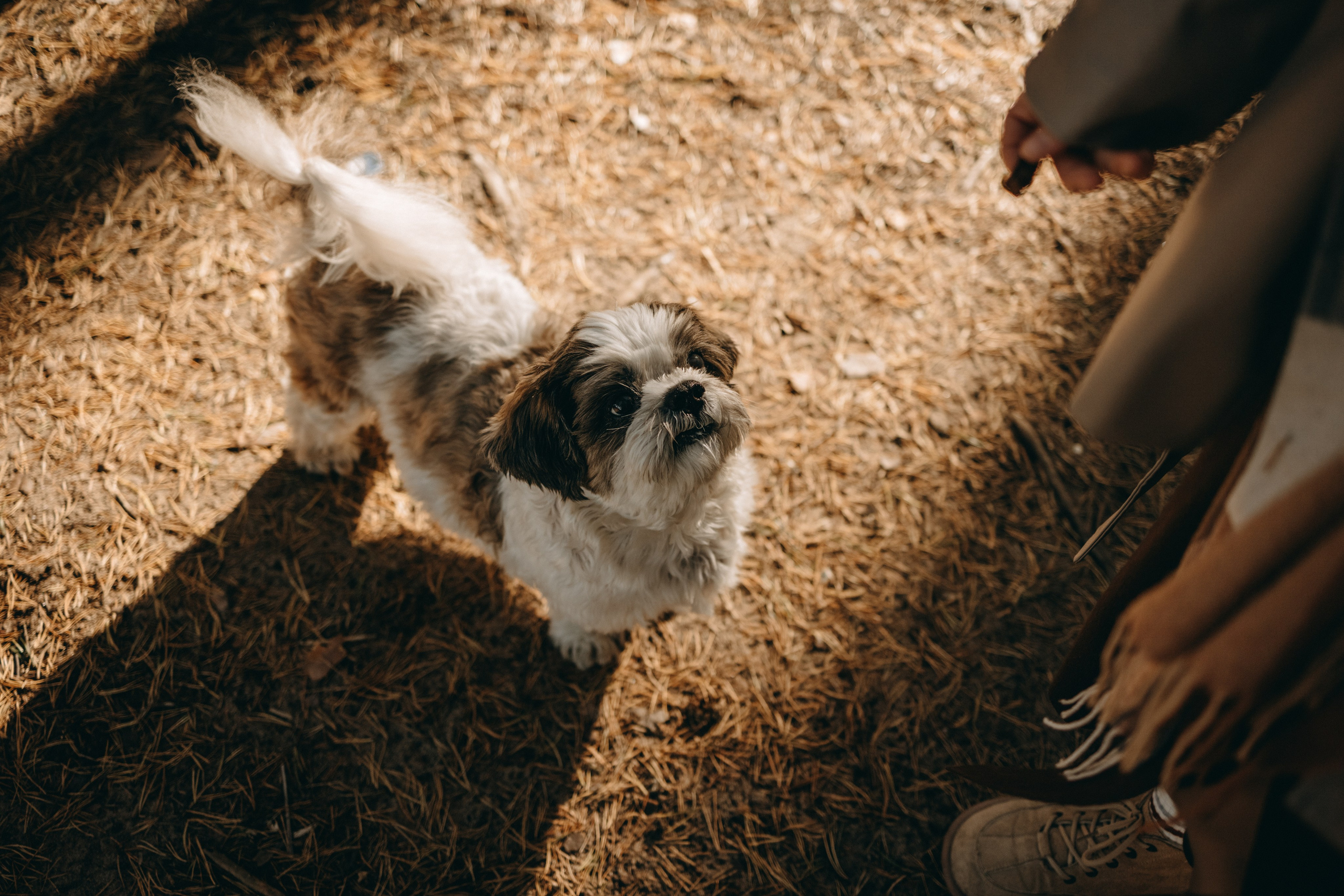 Настя и Франт. Фотограф — Анималист | Санкт-Петербург