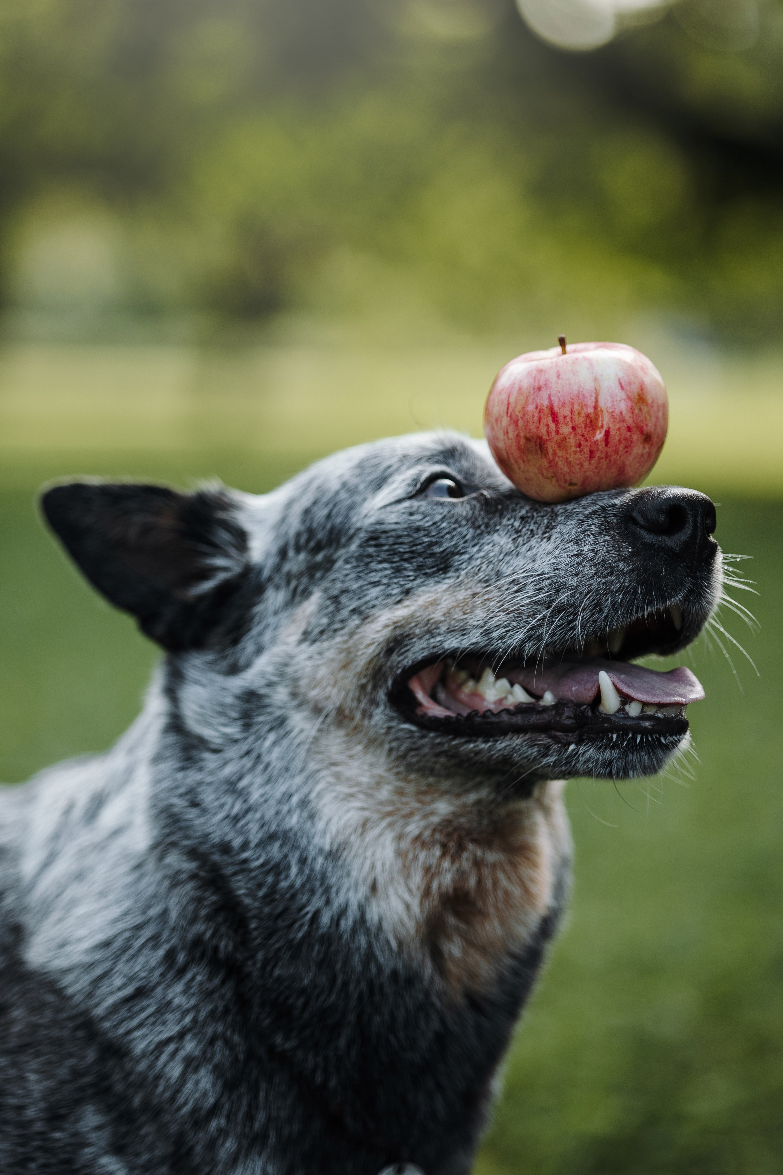 Кода и ее семья. Фотограф — Анималист | Санкт-Петербург