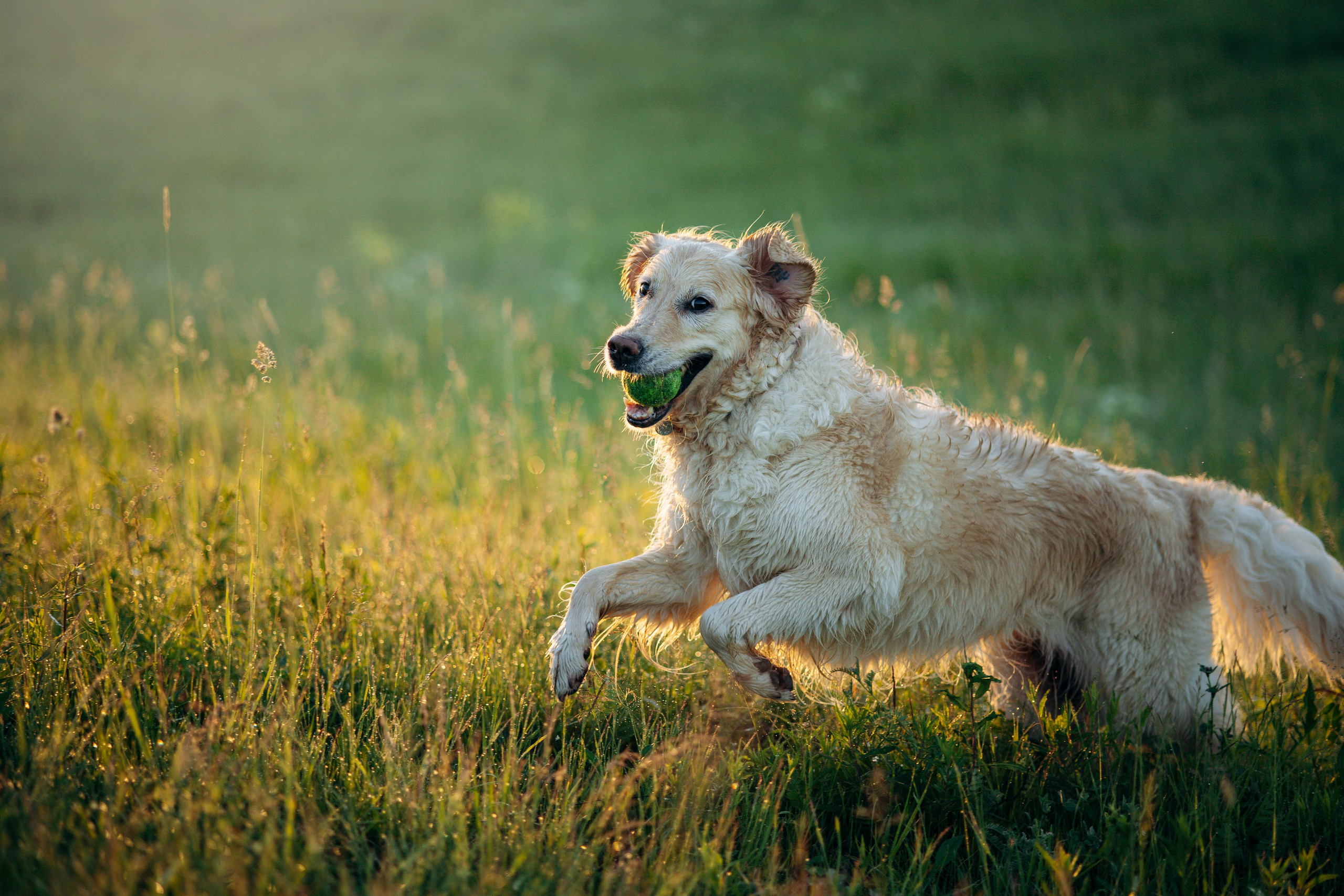 Юля и Руби. Фотограф — Анималист | Санкт-Петербург