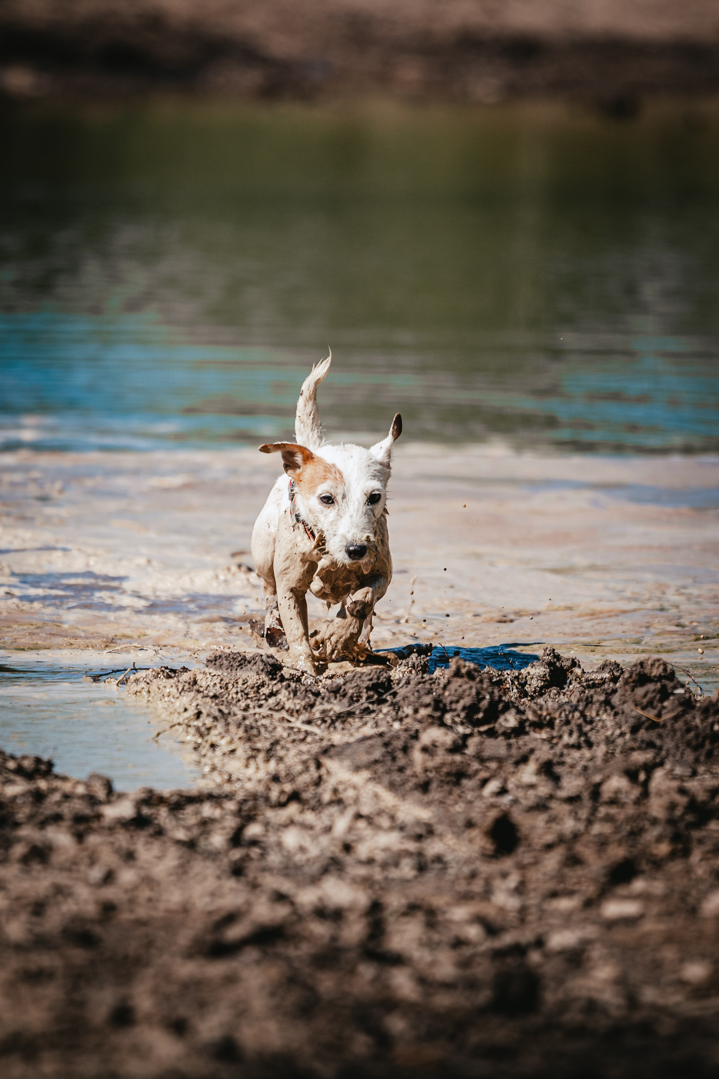 Кондуки. Фотограф-анималист Татьяна Степанова