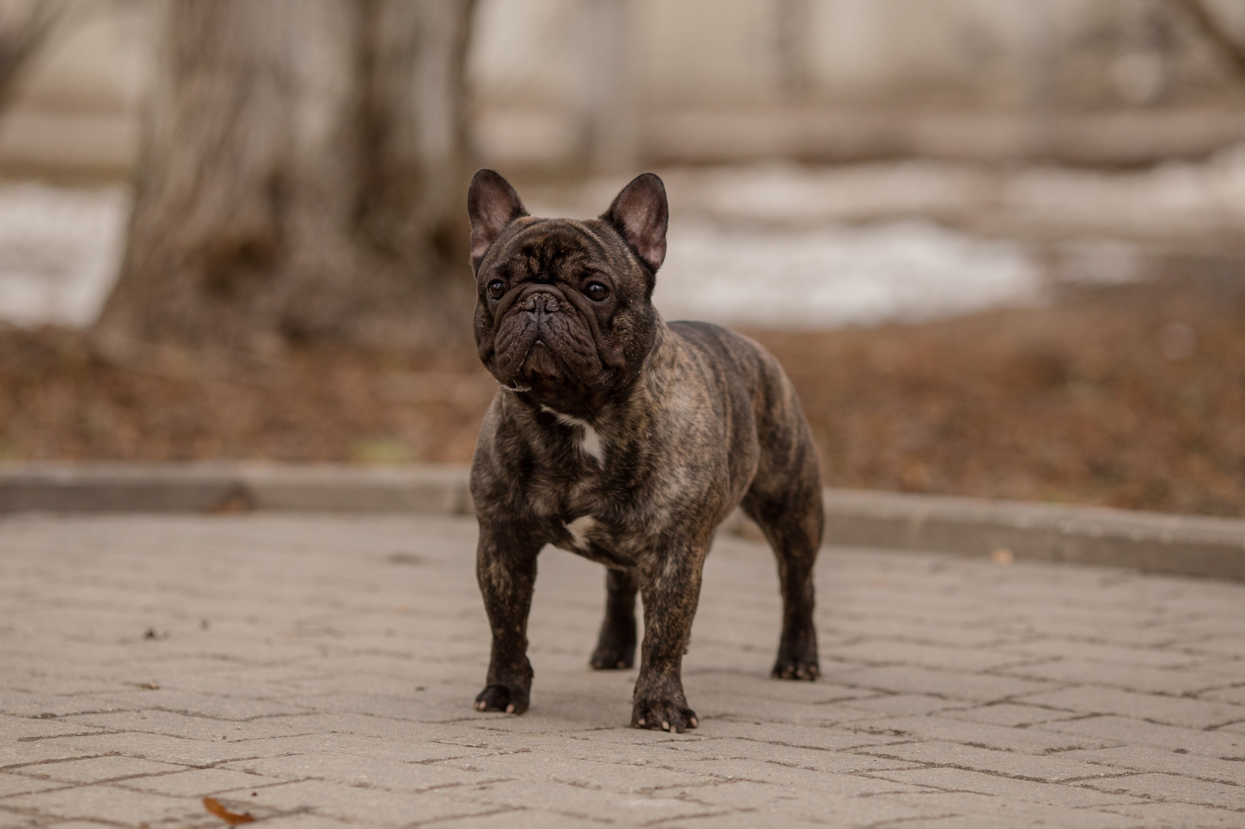 Фото французского бульдога