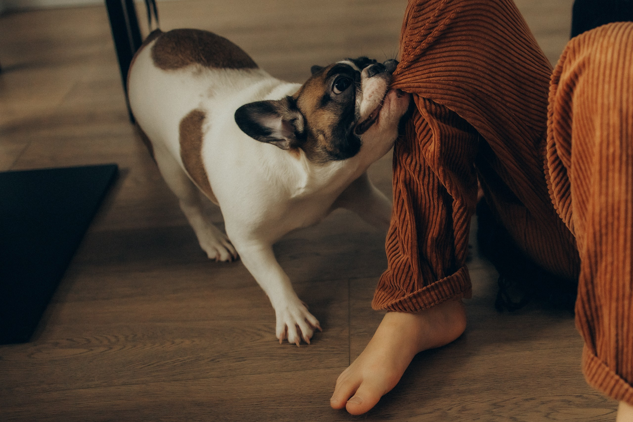 Руслан, Тимур и Луна. Семейный фотограф Москва