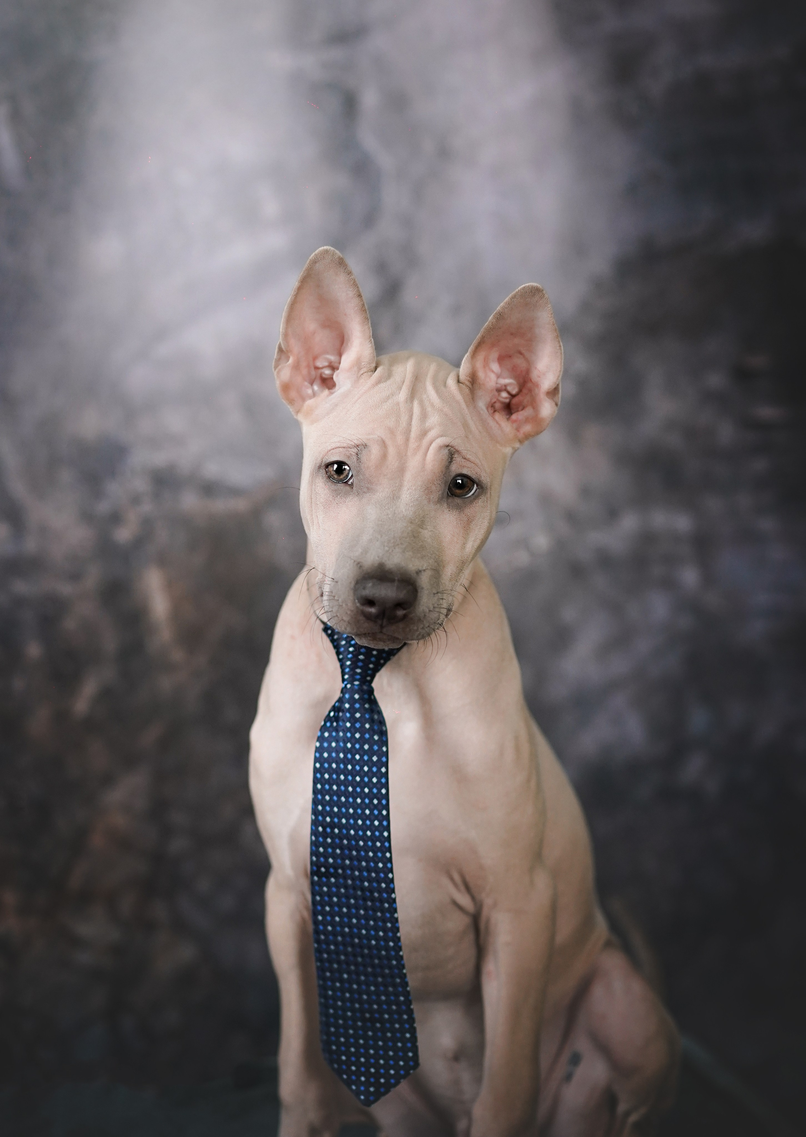 Щенки тайского риджбека. Фотограф-анималист в Санкт-Петербурге Яна Мартынова