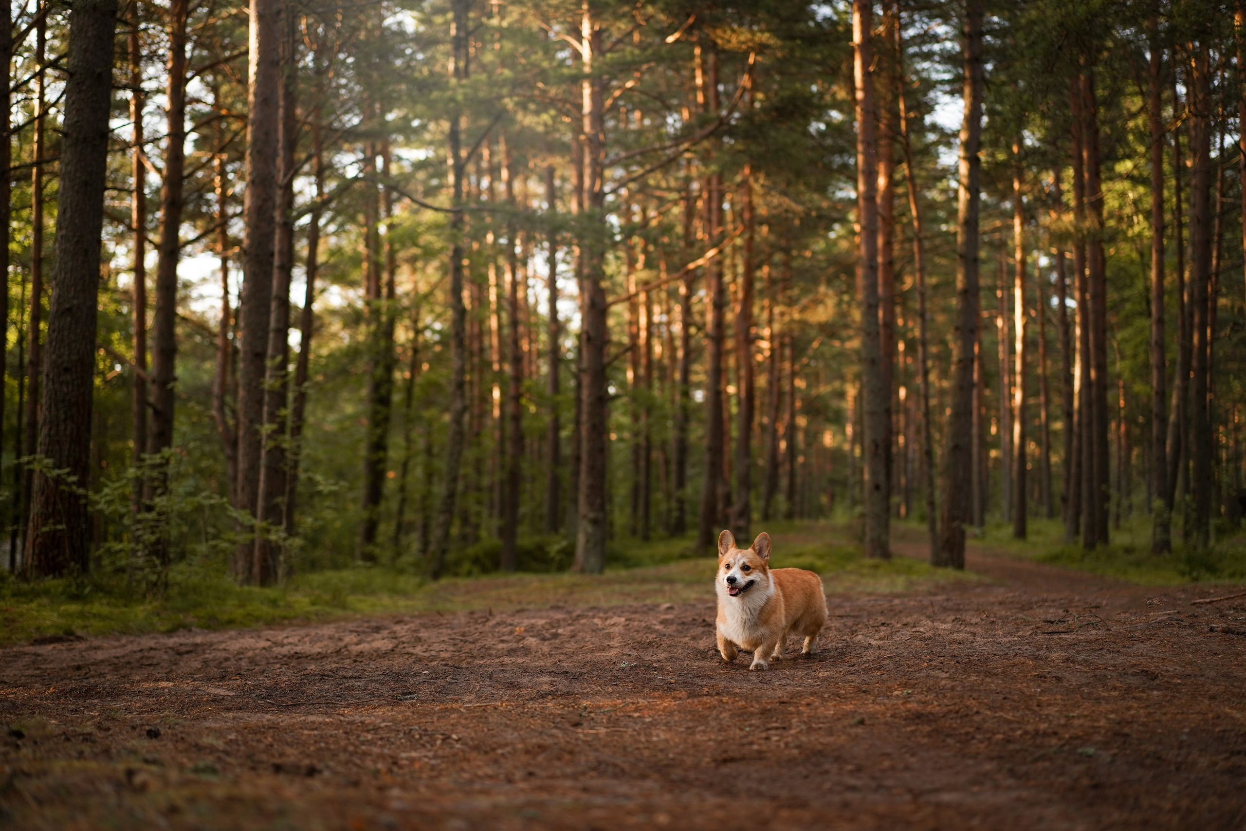 Таня и Оливер. Фотограф-анималист в Санкт-Петербурге Яна Мартынова