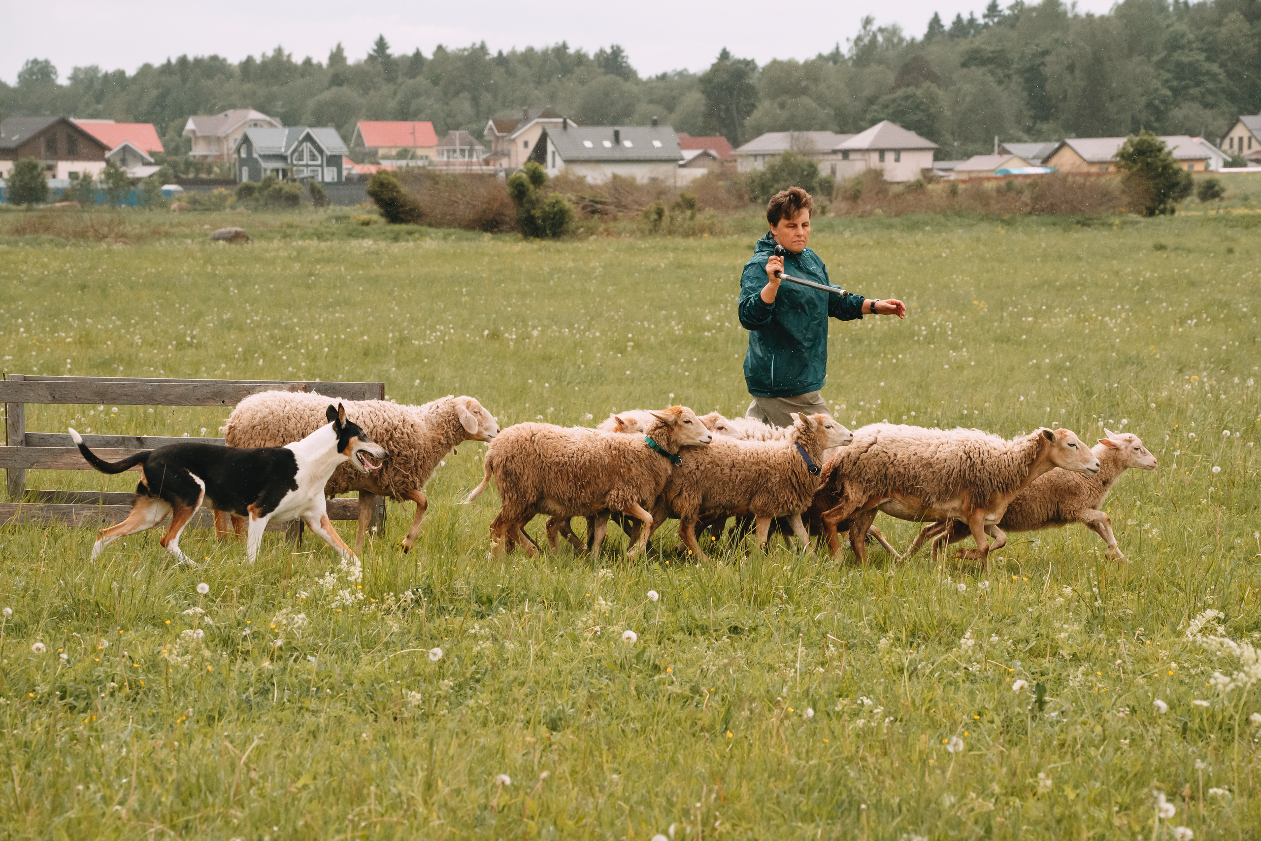 Состязания по пастушьей службе 1-2.06.24, Заостровье. Фотограф-анималист Анастасия Большакова