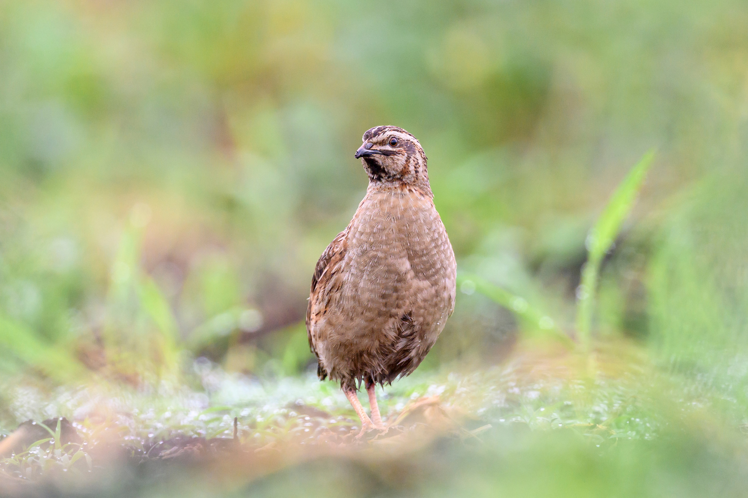 Перепела, часть III. Wildlife photography by Sergey Puponin