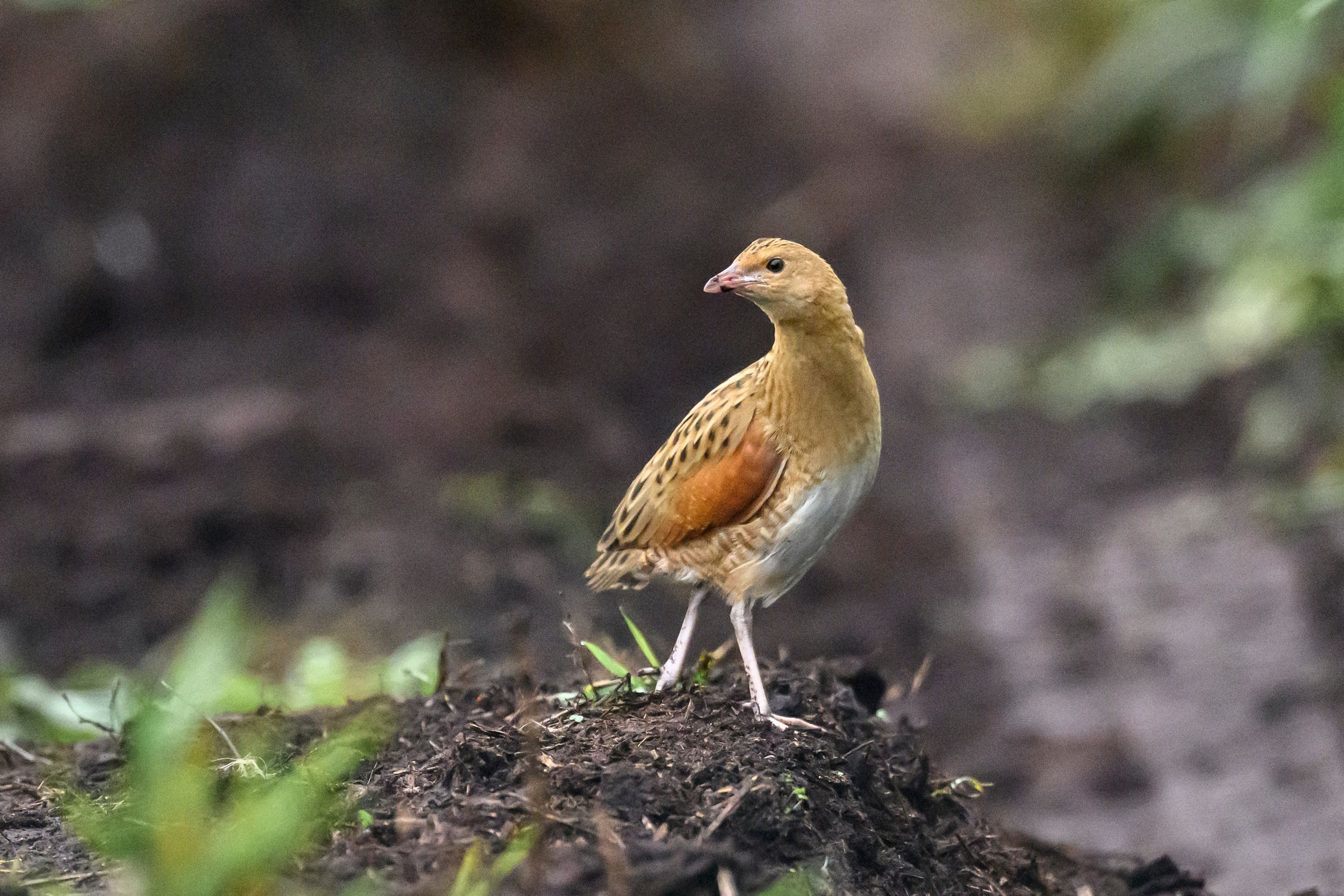 Коростель, кукушка, каменка. Wildlife photography by Sergey Puponin