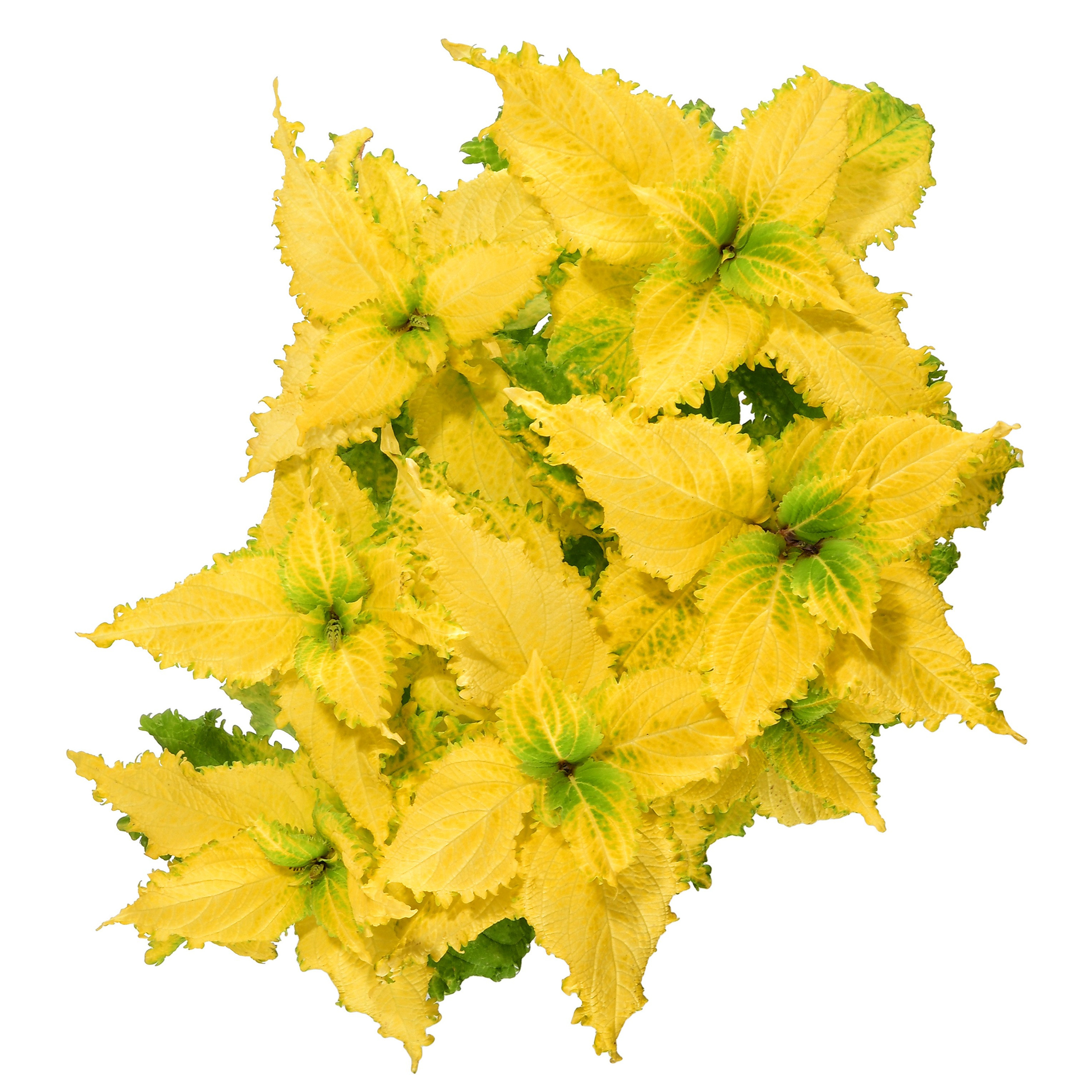 съемка комнатных растений для интернет магазина