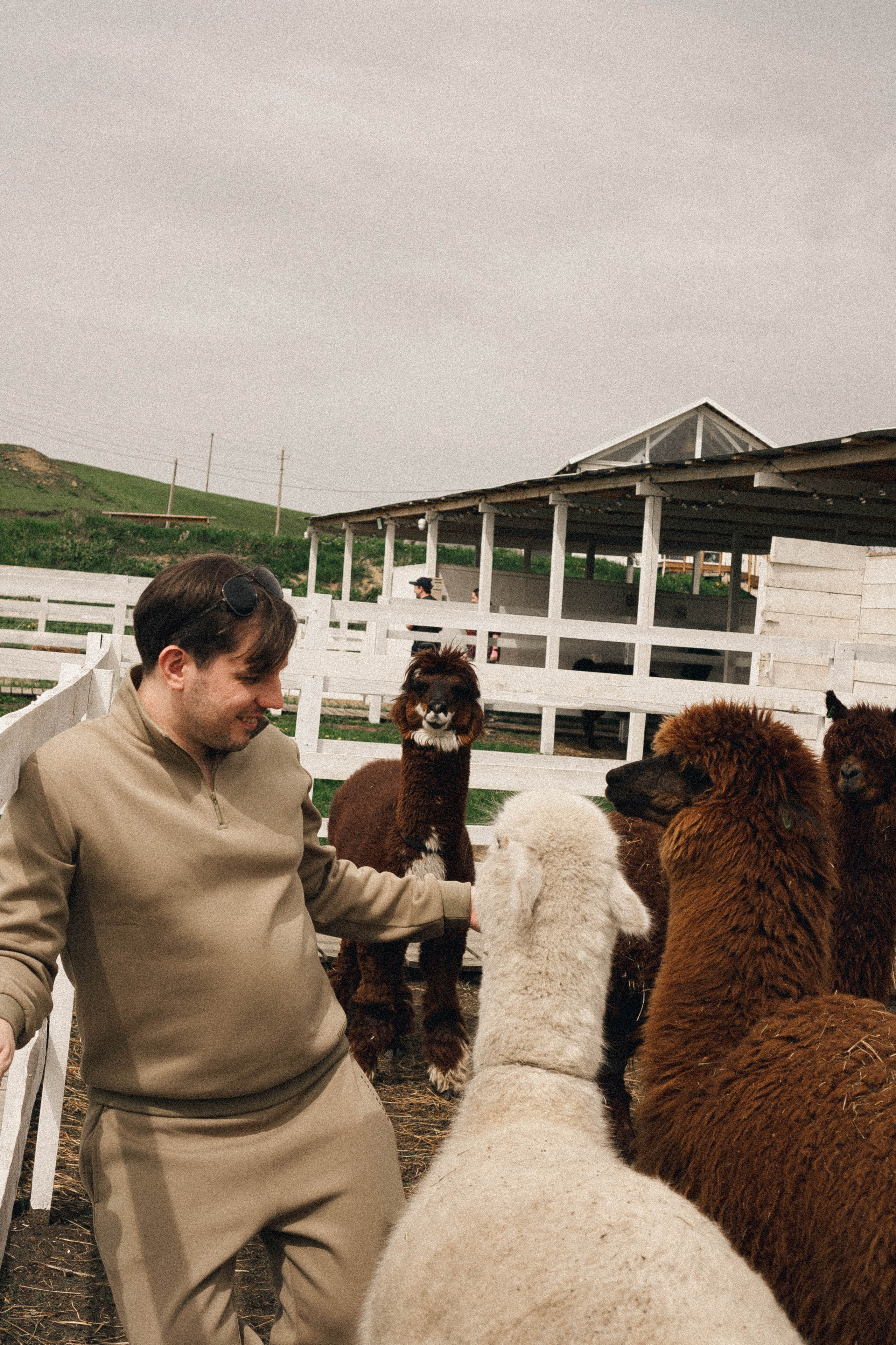 Ферма Альпак. Профессиональный фотограф, Санкт-Петербург — Виктория Богомолова