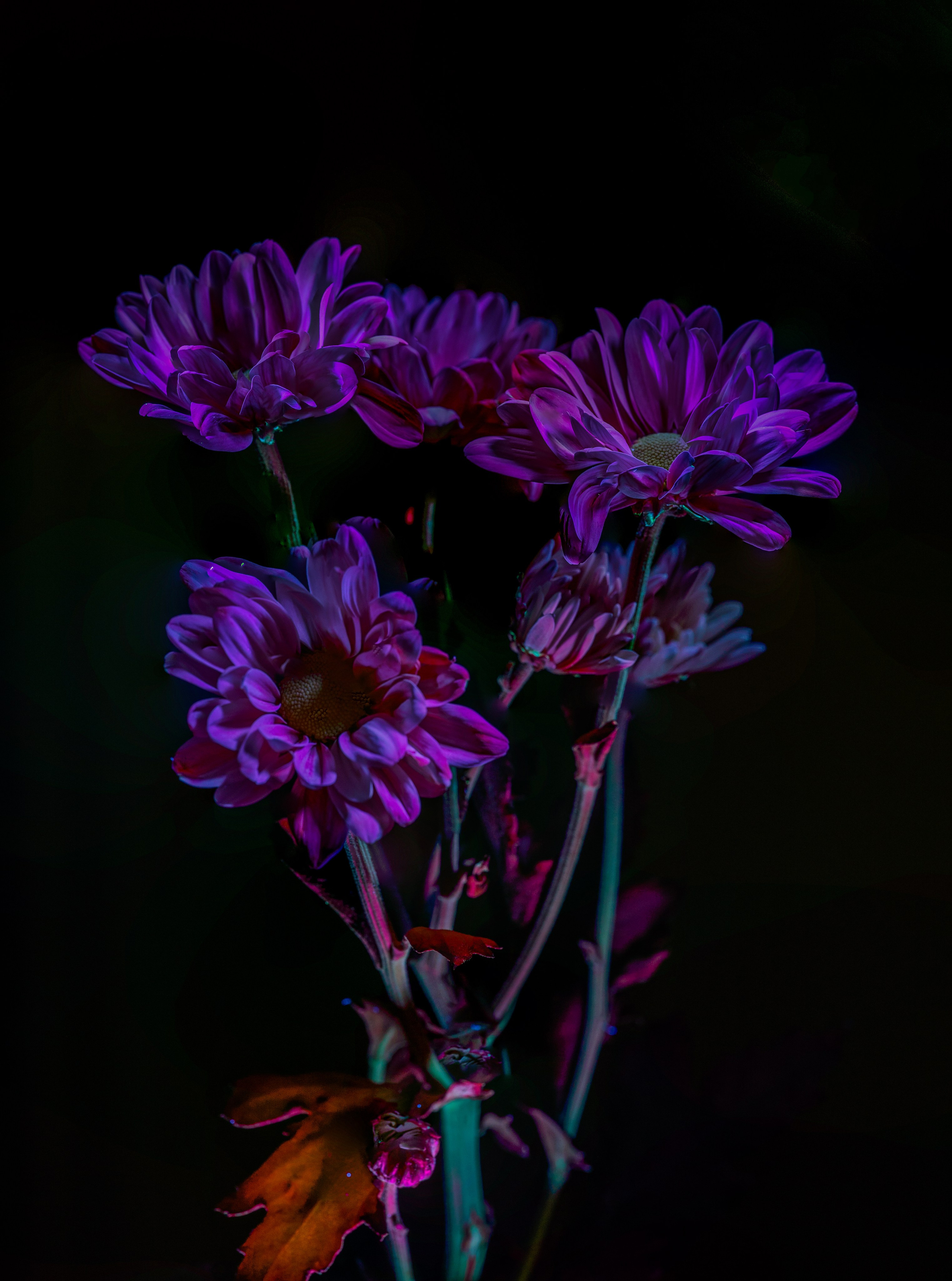 Macro — Макро