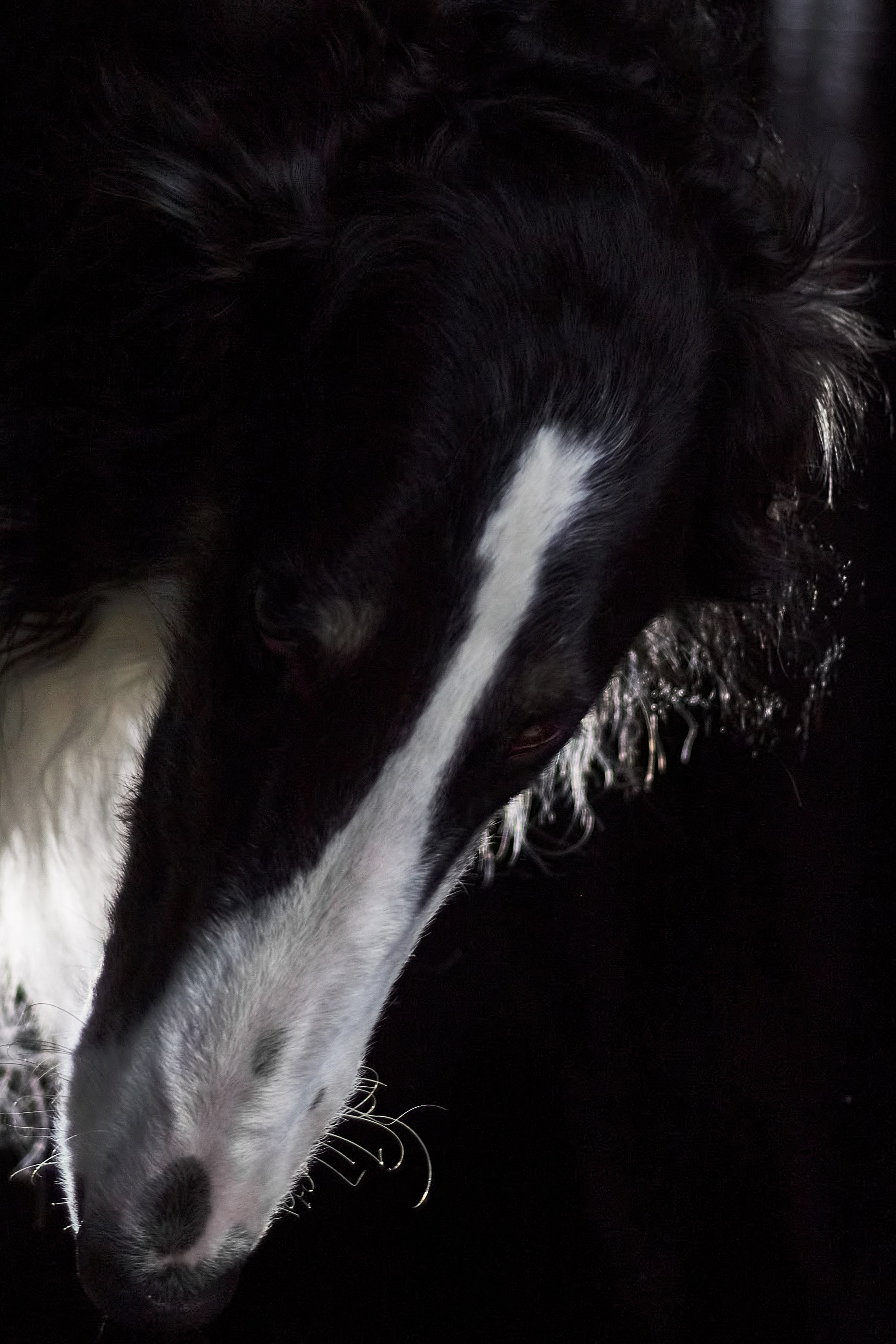 Фотосессия с животными. Фотограф анималист — Тула, Москва