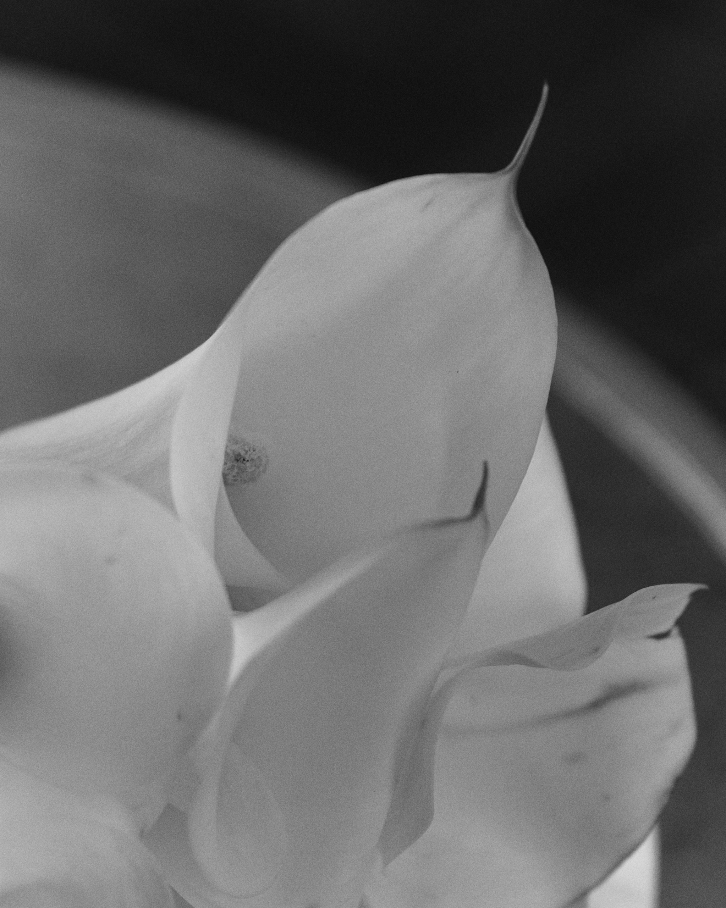 Мария и Владислав. Фотограф Олеся Скворцова