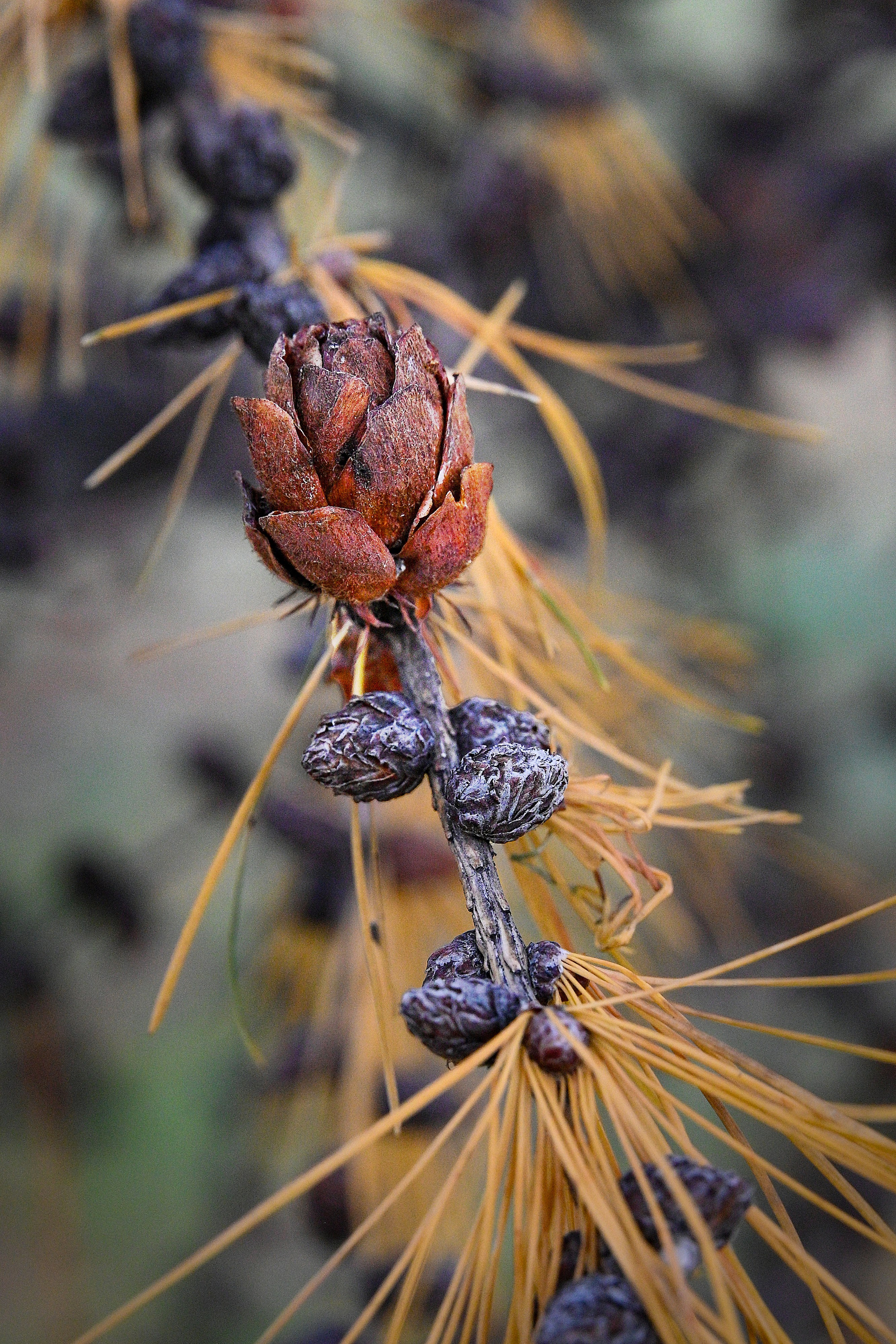 Осень. FotoGraf