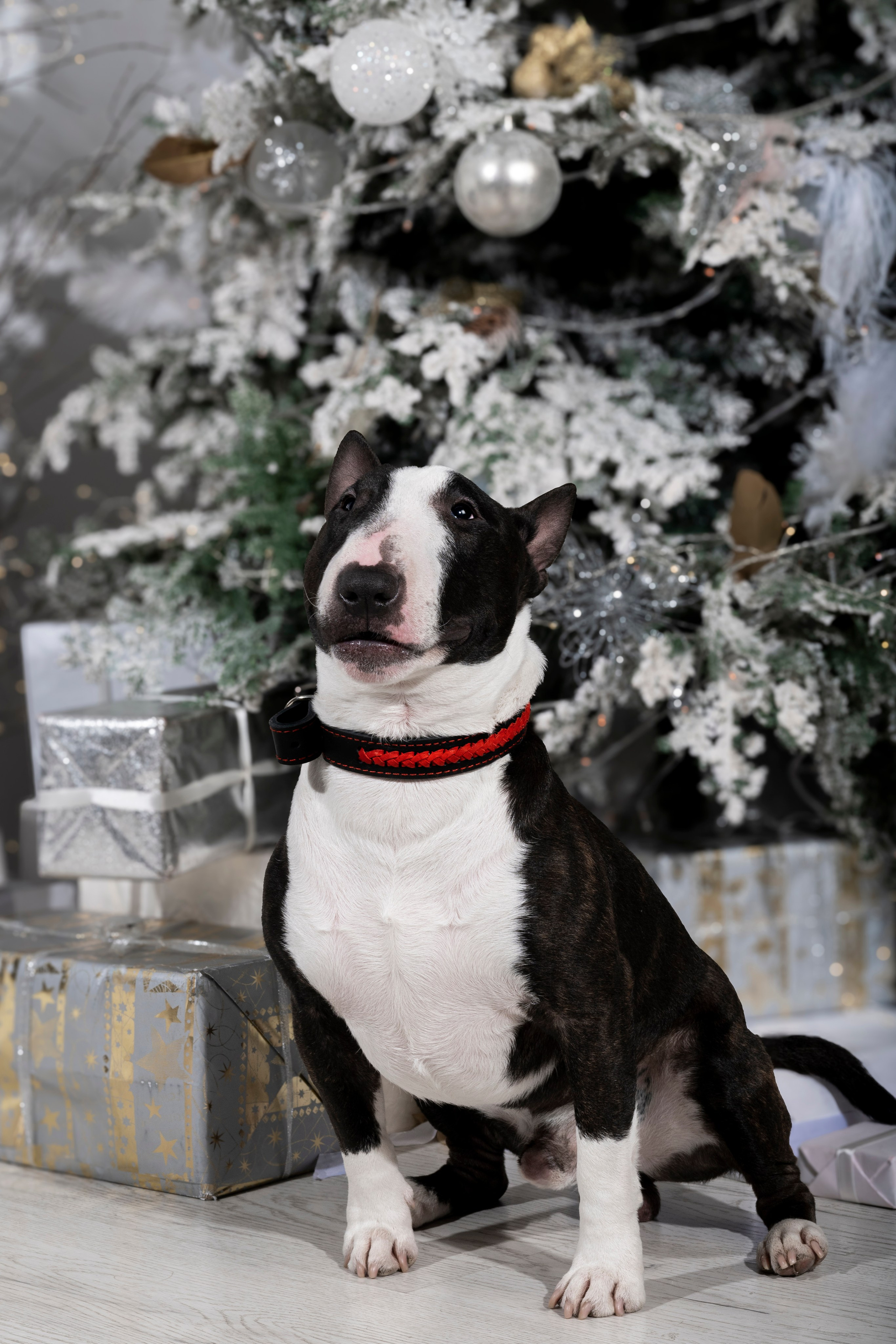 Рекламная фотосессия ошейников. Фотограф анималист в Санкт-Петербурге Таша Крейв